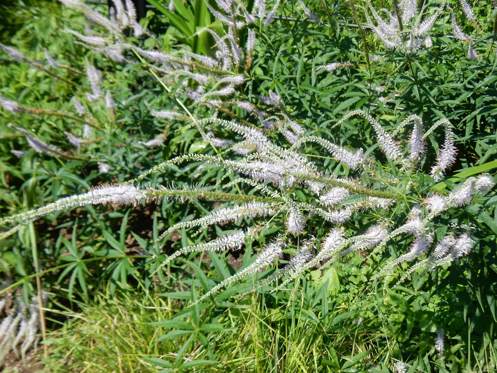 Culver's Root (Veronicastrum Virginicum) — making it a hassle-free choice for gardeners; perennial for full, image 71