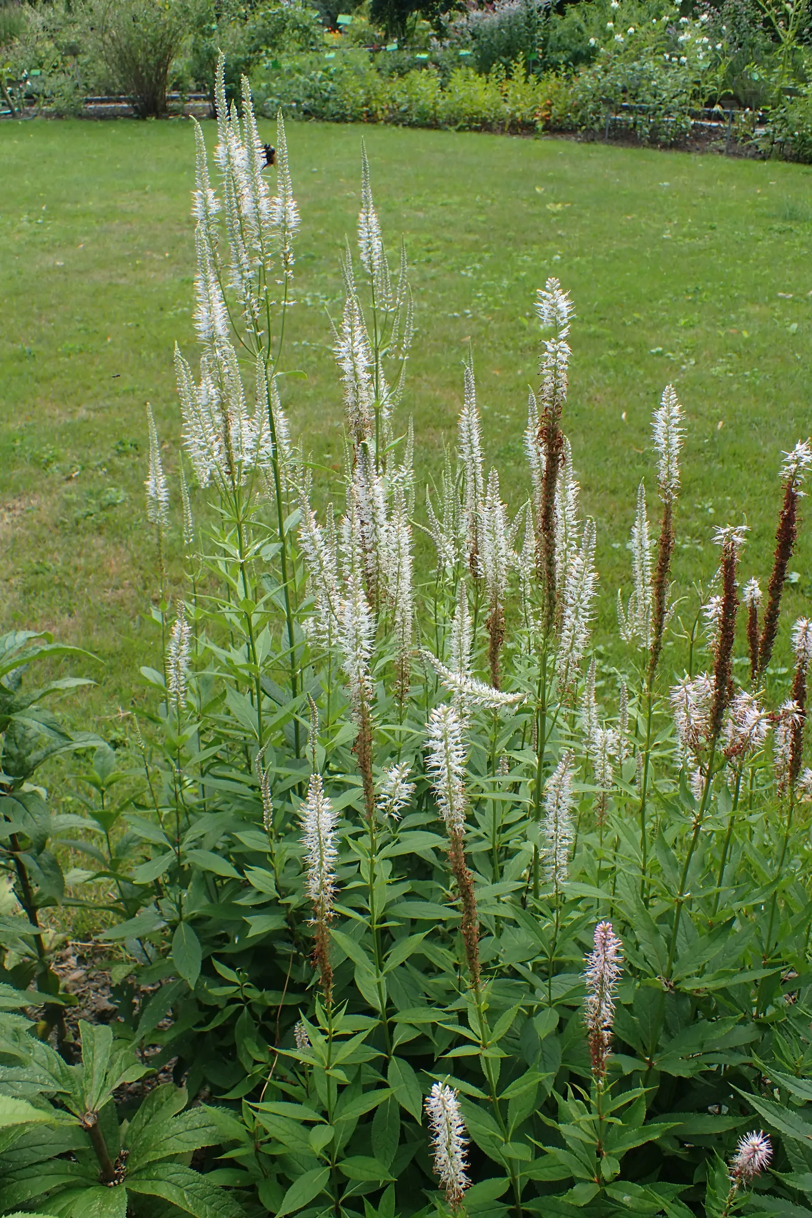 Culver's Root (Veronicastrum Virginicum) — Hardy in zones 3-8, it thrives in full sun to part shade, requiring well-drained soil; this perennial, image 55