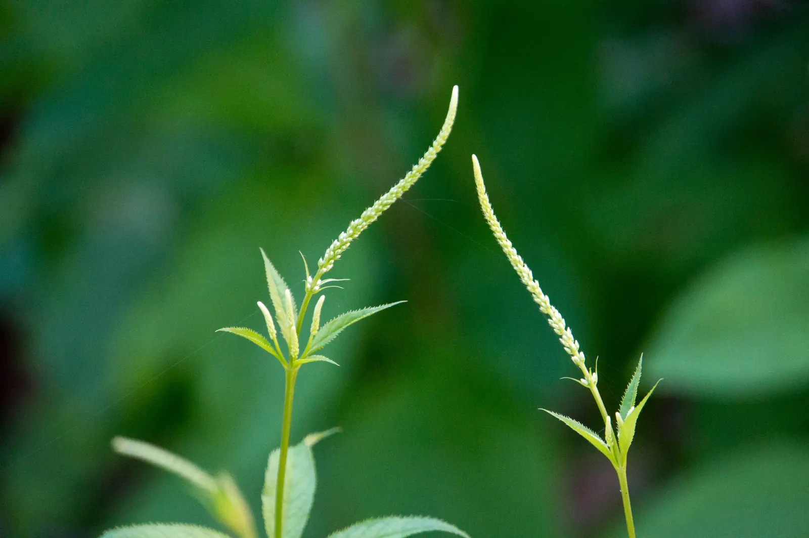 Culver's Root (Veronicastrum Virginicum) — This stately plant can soar to heights between 4 to 7 feet tall