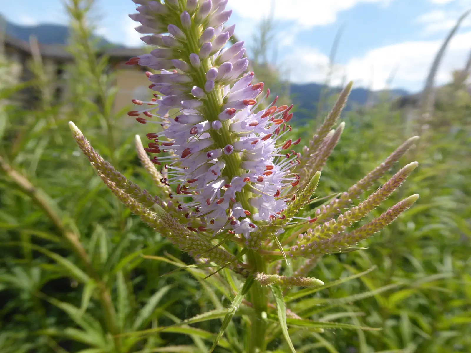 Culver's Root (Veronicastrum Virginicum) — Space plants 18-24 inches apart for a stunning display
