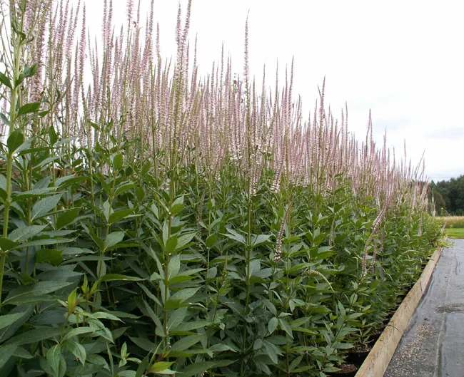 Culver's Root (Veronicastrum Virginicum) — where its ecological benefits and graceful charm will be most appreciated.<br><br>As with all plantings