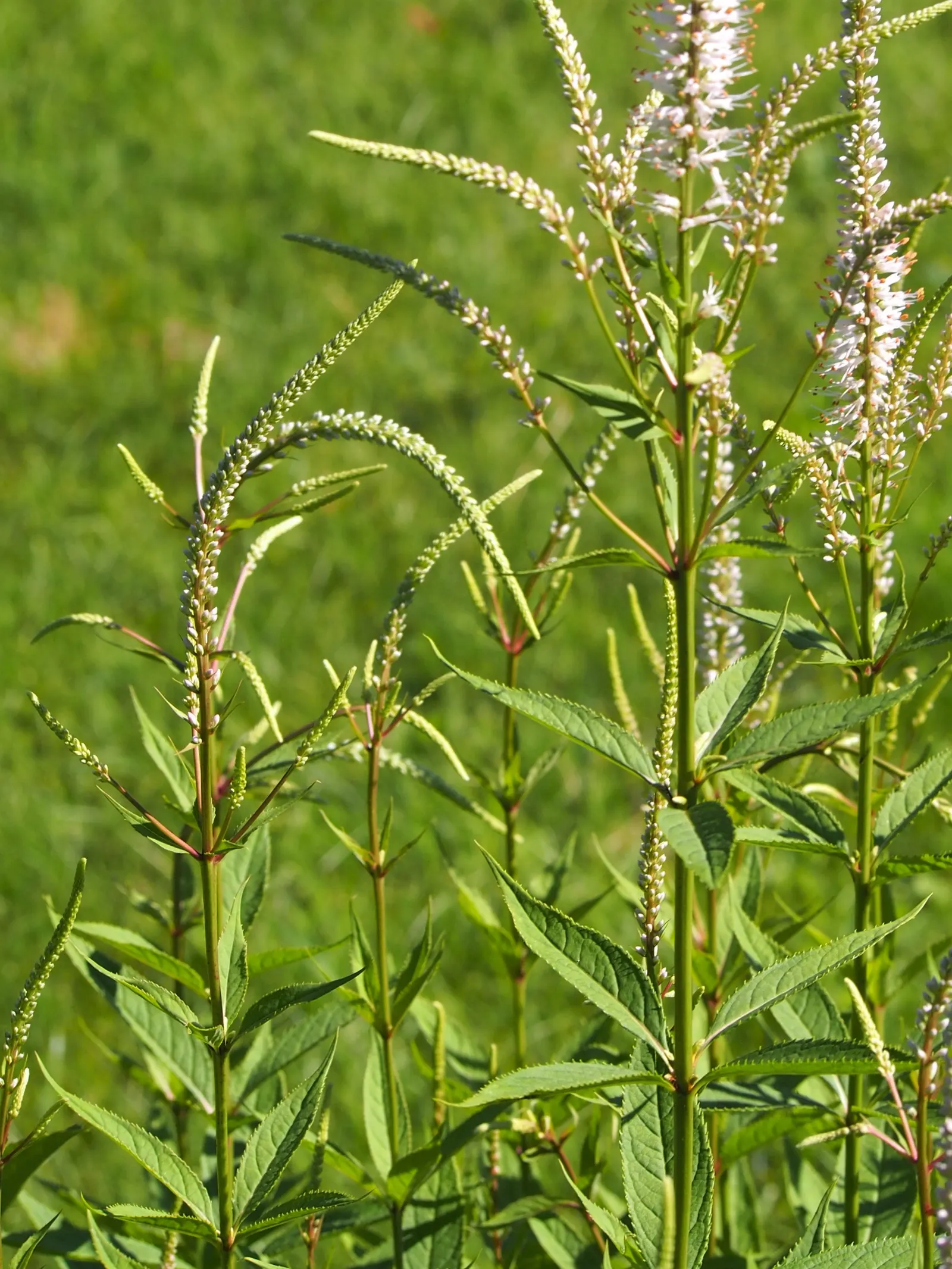 Culver's Root (Veronicastrum Virginicum) — This perennial performs best in USDA Hardiness Zones 3 through 8