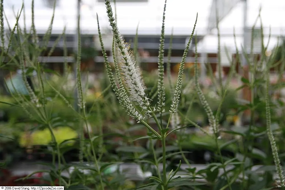 Culver's Root (Veronicastrum Virginicum) — This perennial exhibits excellent resistance to pests and diseases; making it a hassle-free choice for, image 70