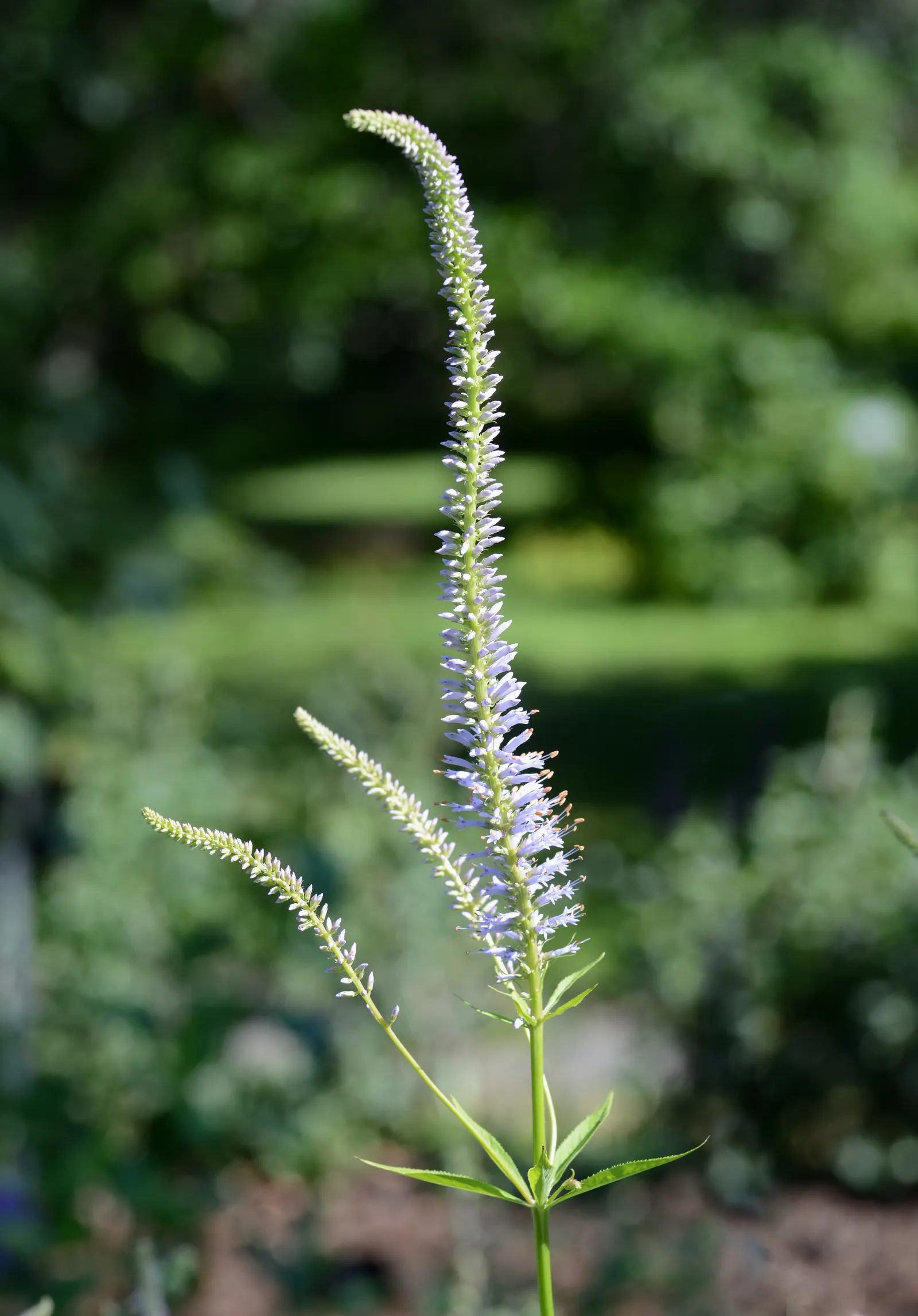 Culver's Root (Veronicastrum Virginicum) — This native provides vertical interest and attracts pollinators
