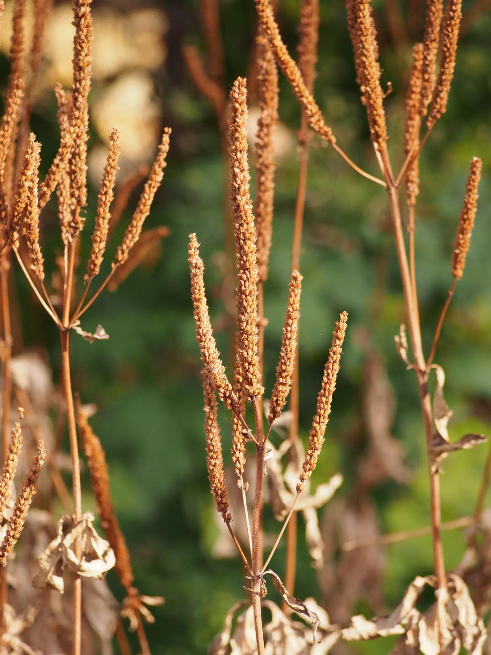 Culver's Root (Veronicastrum Virginicum) — perennial with white blooms; come midsummer to early fall