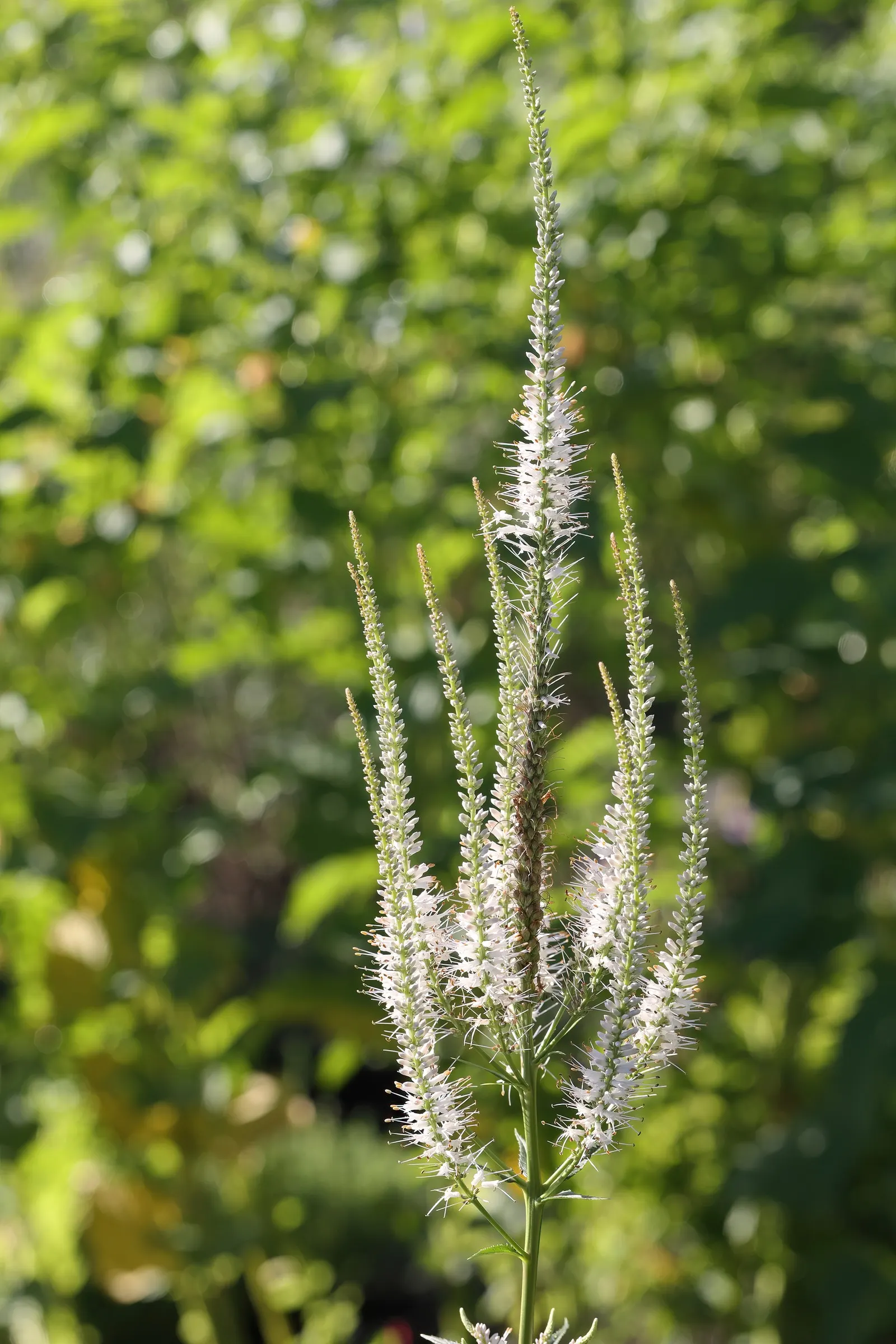Culver's Root (Veronicastrum Virginicum) — This native provides vertical interest and attracts pollinators; perennial with white blooms, image 56