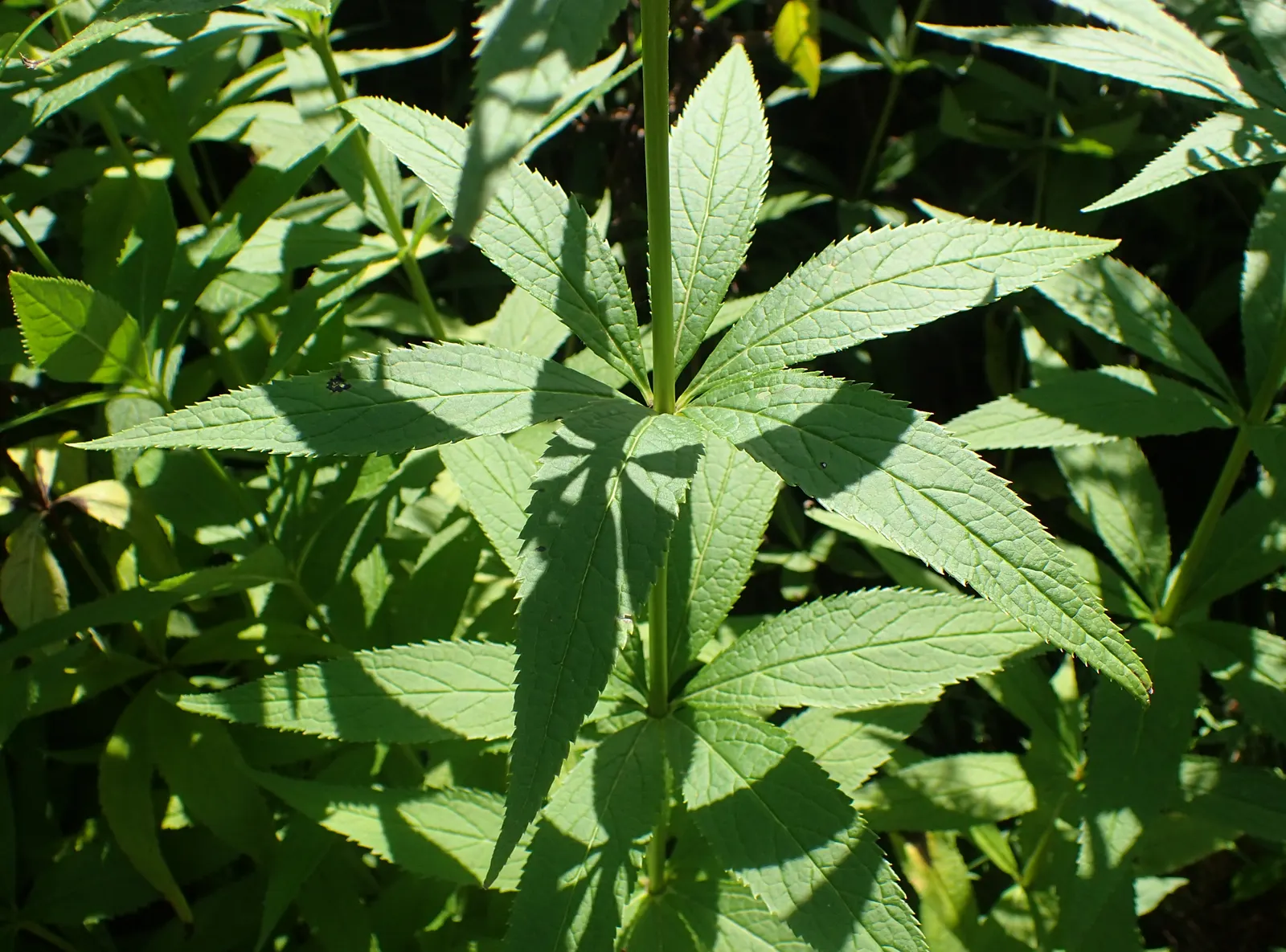 Culver's Root (Veronicastrum Virginicum) — It's best to allocate ample space for the plant's mature size