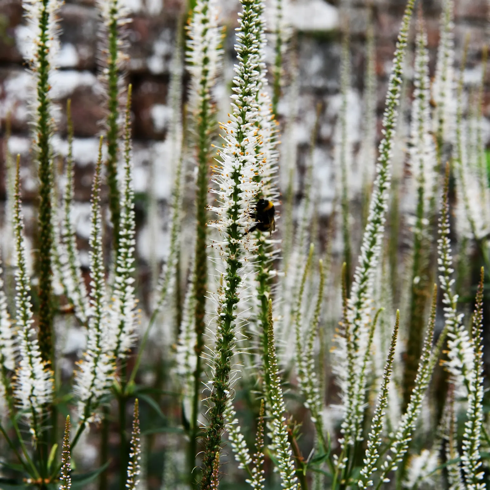 Culver's Root (Veronicastrum Virginicum) — white to pale blue flowers in late summer