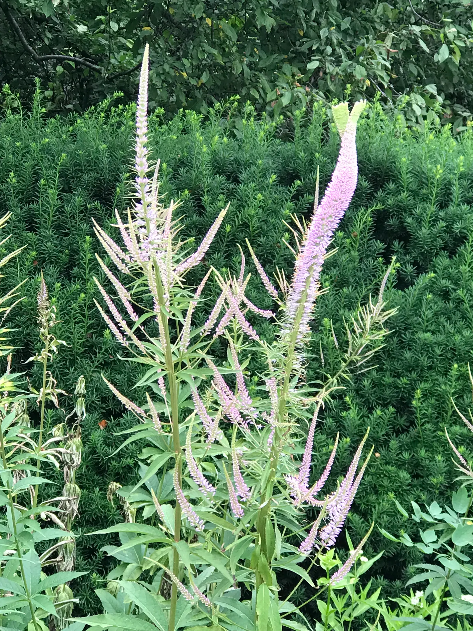 Culver's Root (Veronicastrum Virginicum) — Hardy in zones 3-8, it thrives in full sun to part shade, requiring well-drained soil; this perennial exhibits