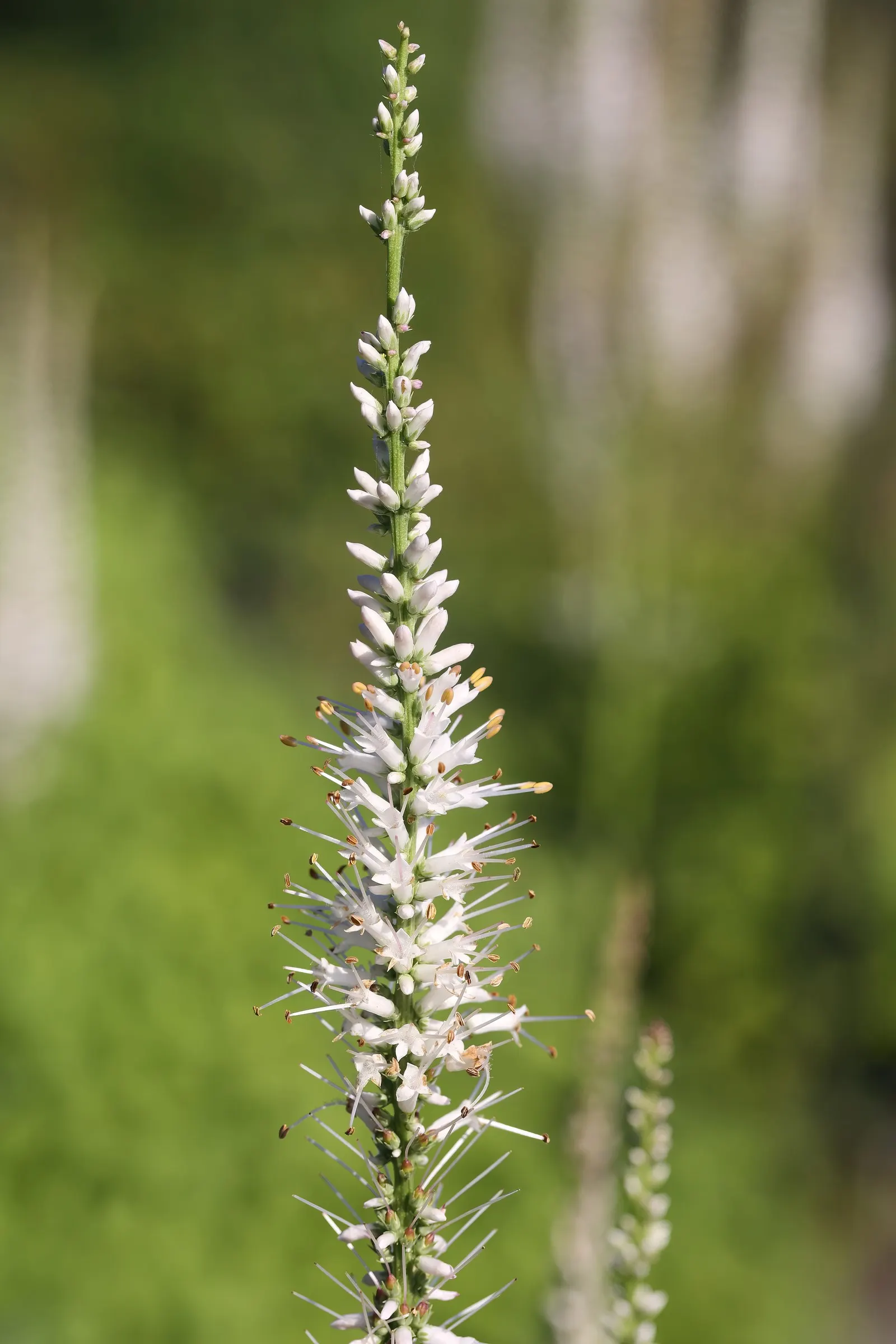 Culver's Root (Veronicastrum Virginicum) — Come midsummer to early fall; perfect for naturalistic or prairie-style gardens