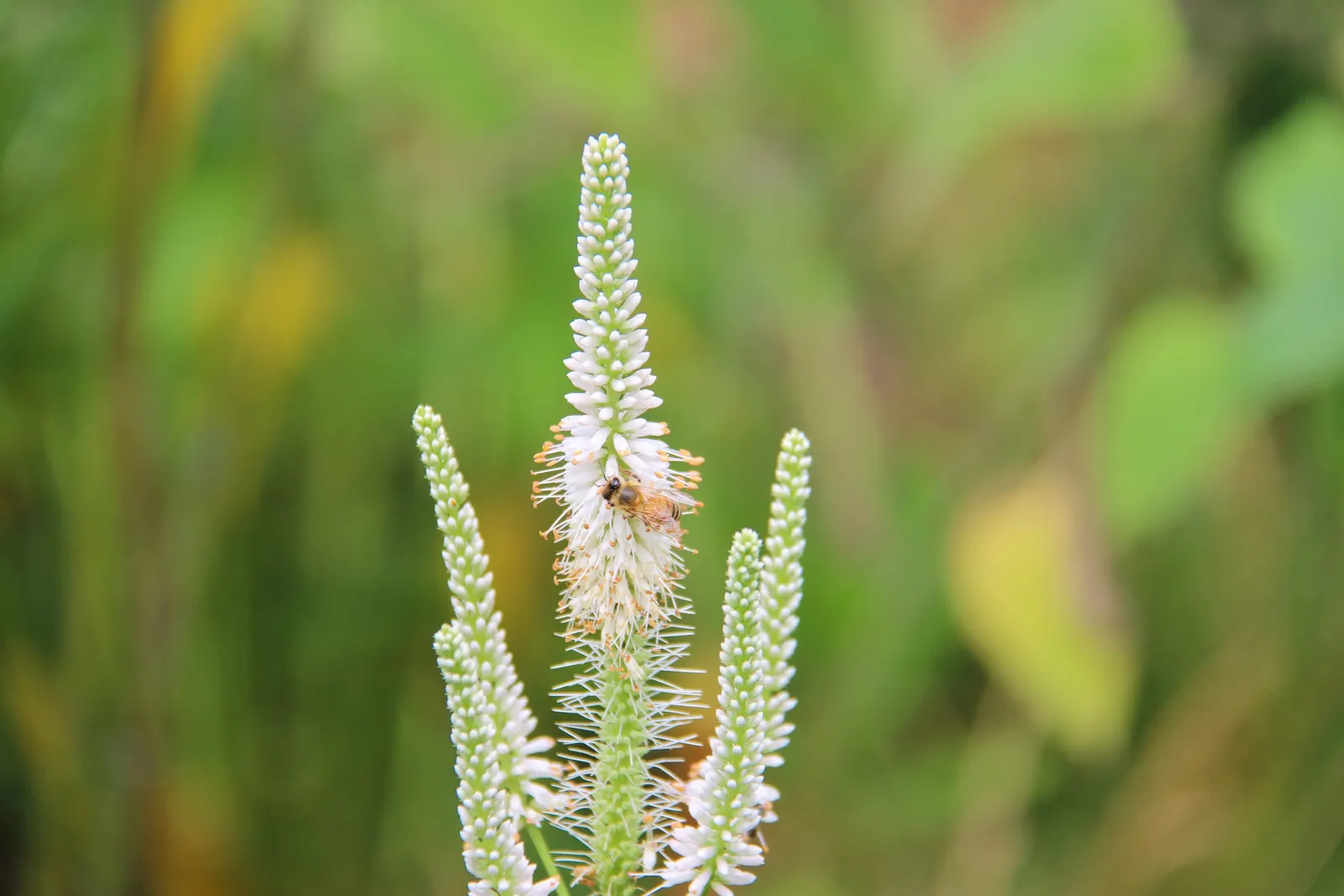 Culver's Root (Veronicastrum Virginicum) — white to pale blue flowers grace the tips of the plant; which grow in whorls around the stem, image 69