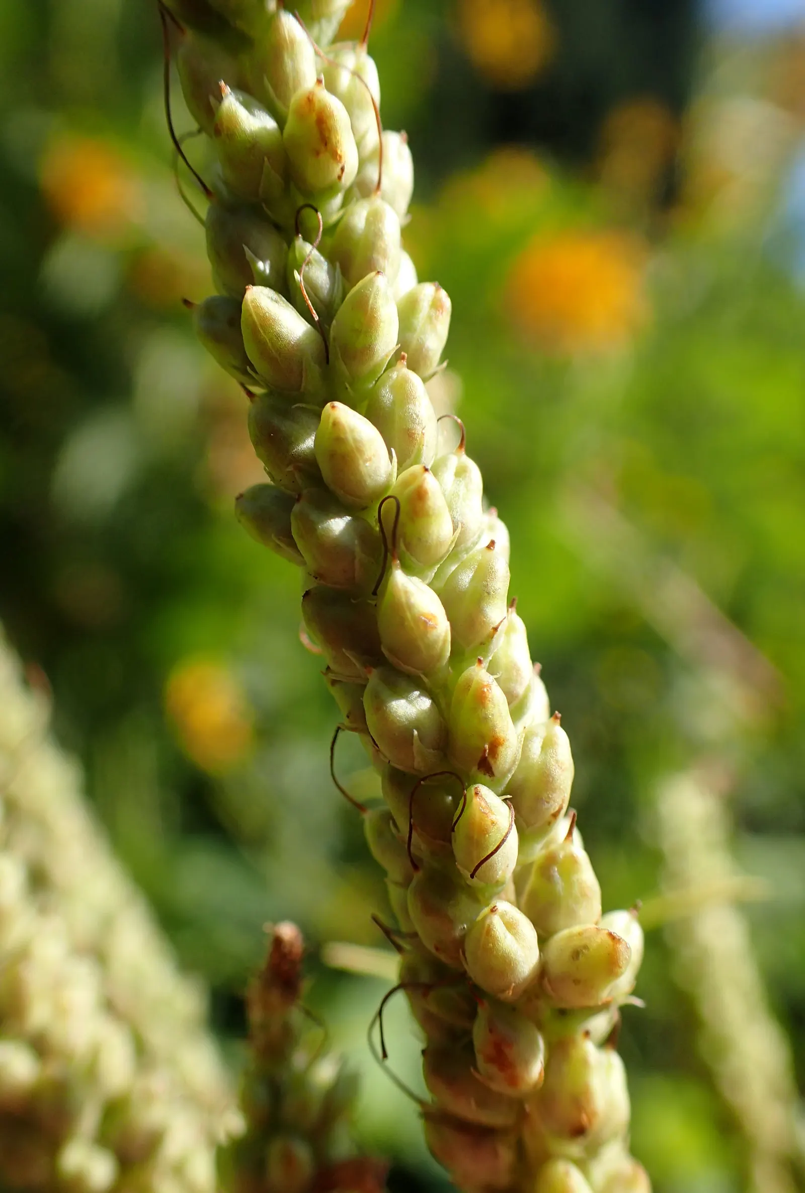 Culver's Root (Veronicastrum Virginicum) — Consider incorporating this dignified beauty in rain gardens or naturalized areas