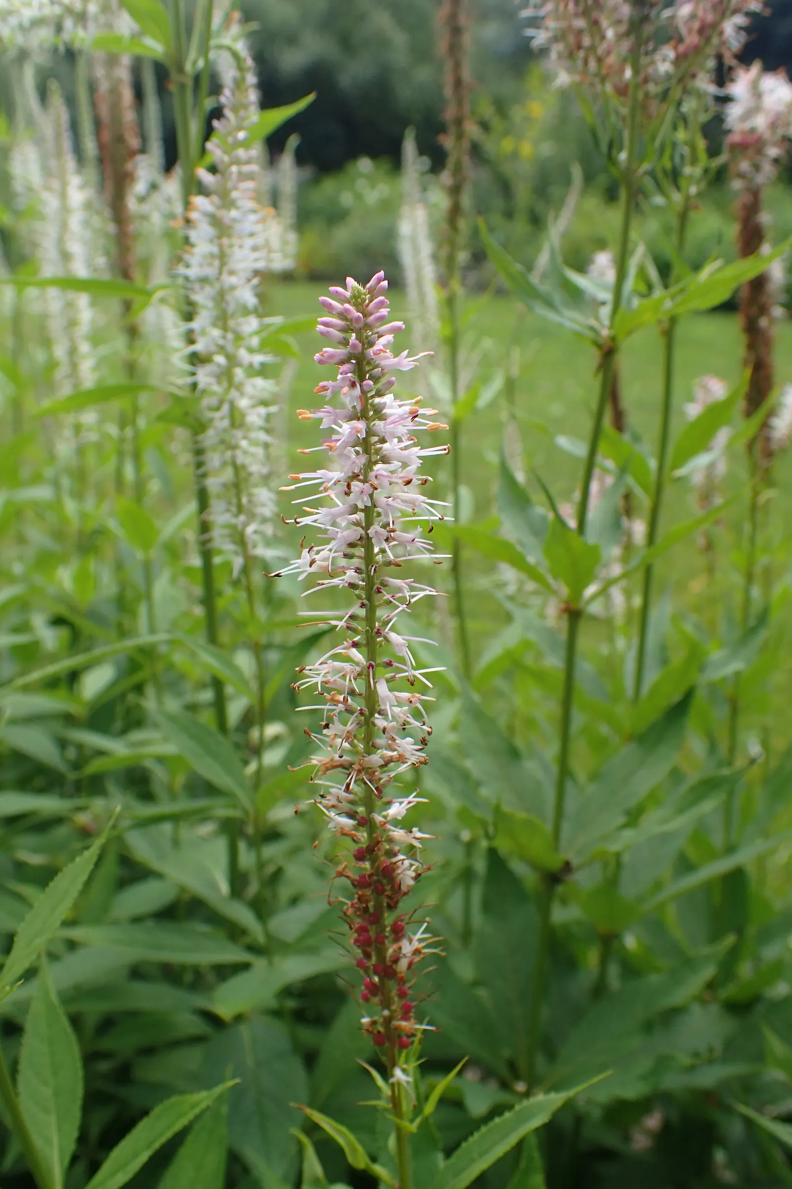 Culver's Root (Veronicastrum Virginicum) — It's best to allocate ample space for the plant's mature size; white to pale blue flowers grace the tips, image 66