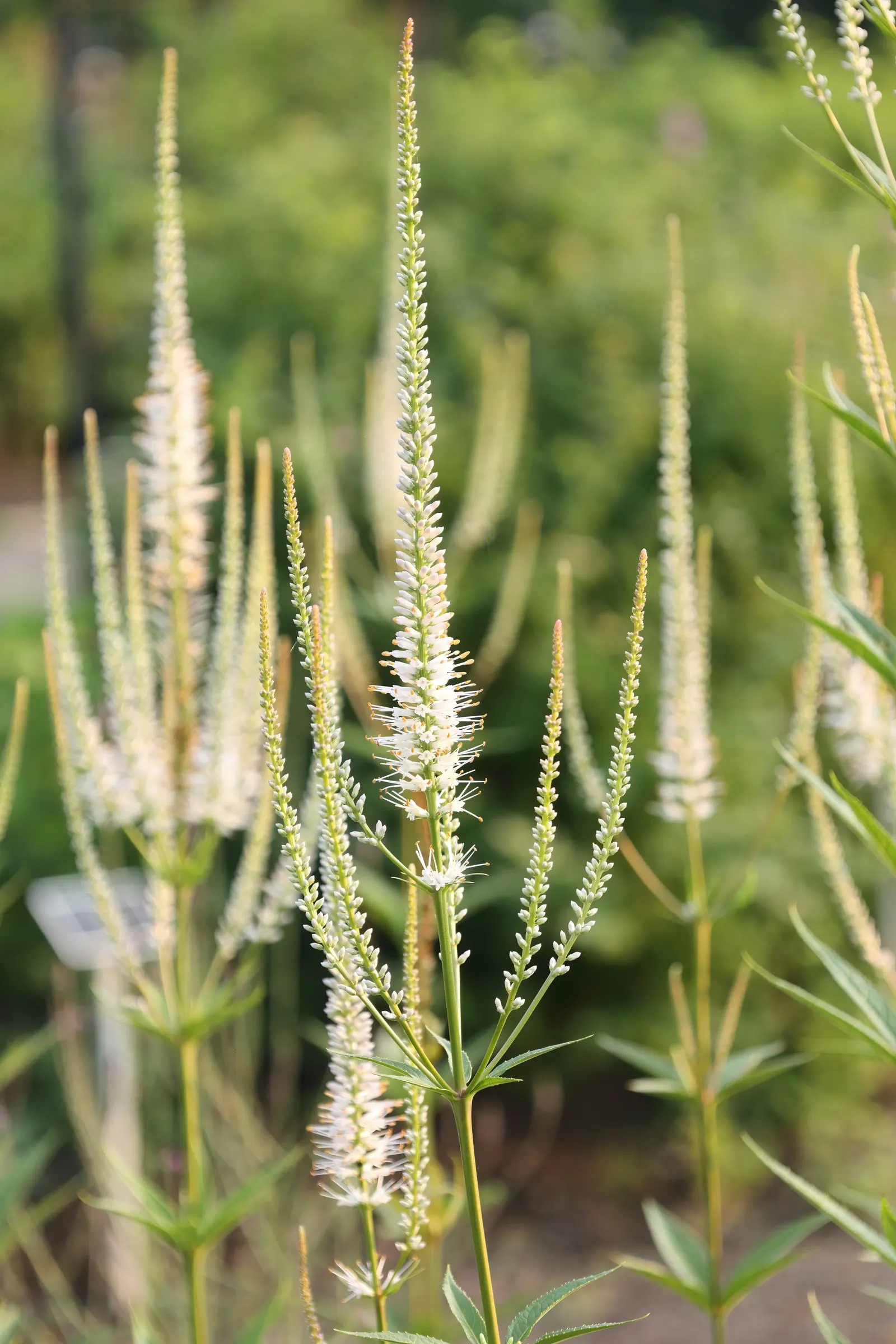 Culver's Root (Veronicastrum Virginicum) — making it an impressive backdrop for a garden border or a native plant garden; ensure that you understand your