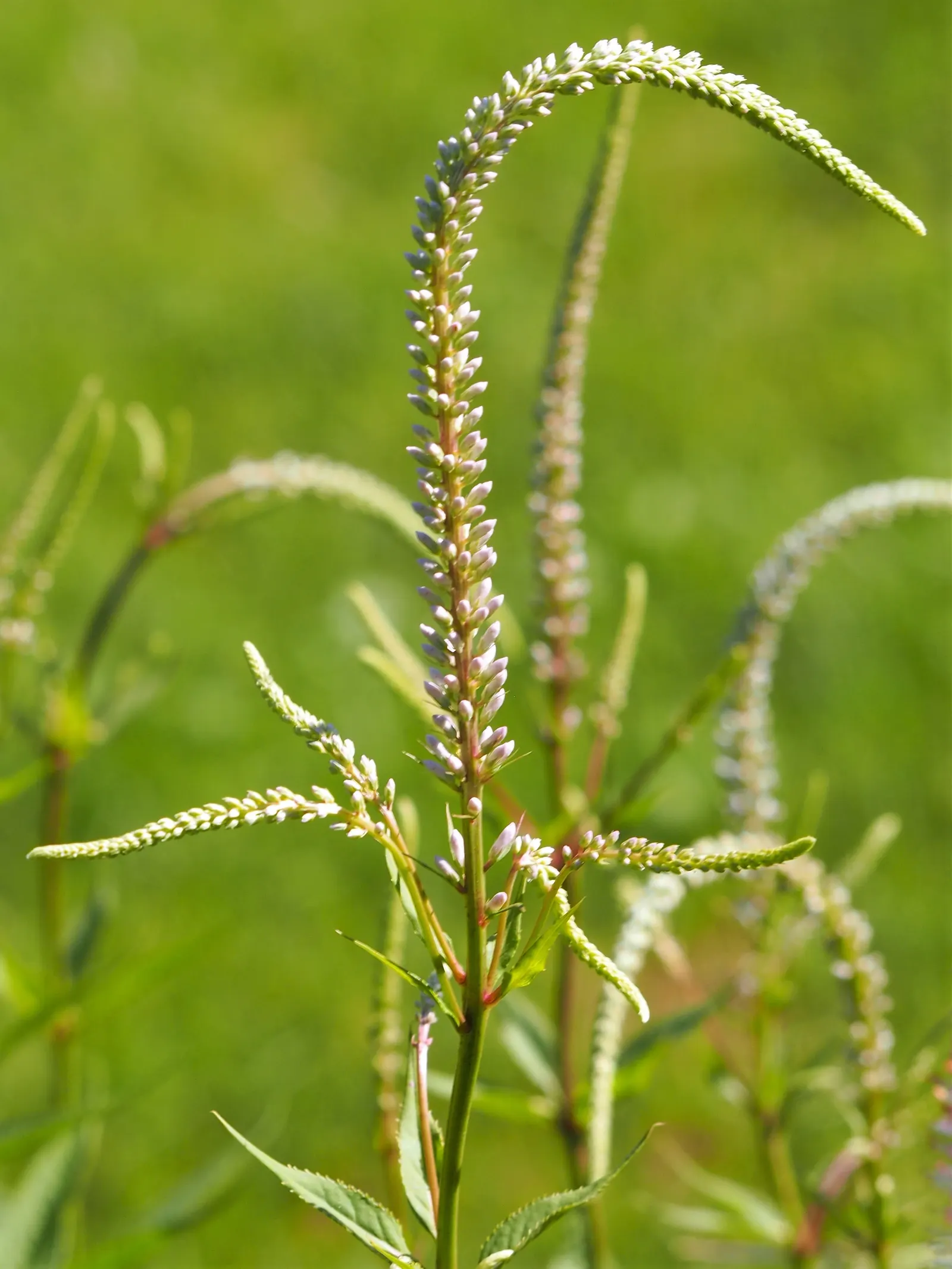 Culver's Root (Veronicastrum Virginicum) — making it a hassle-free choice for gardeners