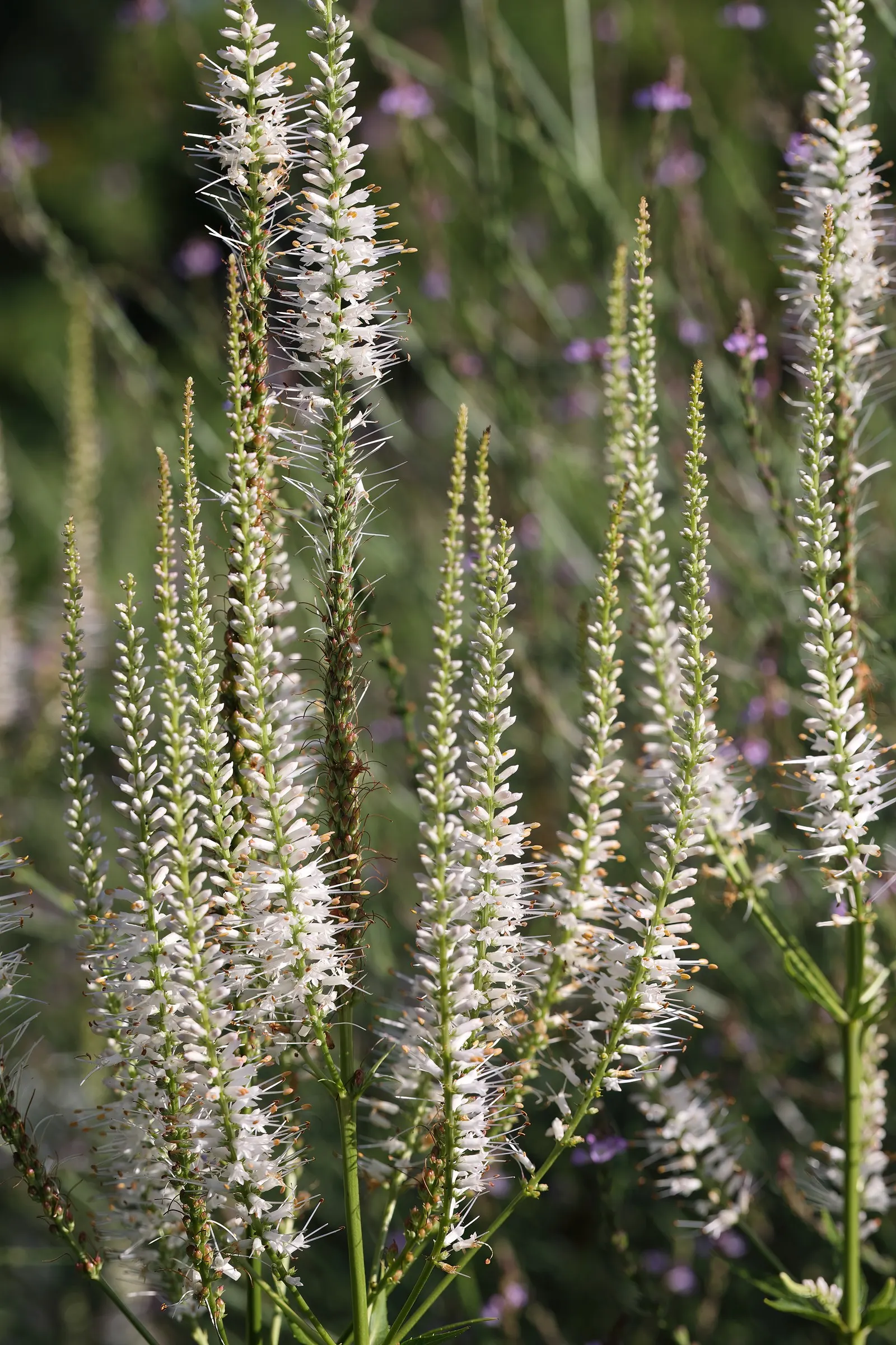 Culver's Root (Veronicastrum Virginicum) — Culver's Root (Veronicastrum virginicum) is a tall; this native provides vertical interest and attracts, image 53