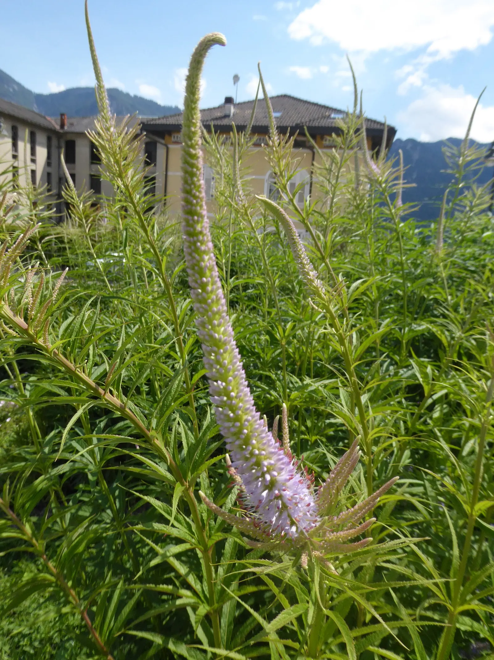 Culver's Root (Veronicastrum Virginicum) — which grow in whorls around the stem