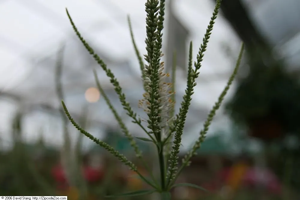 Culver's Root (Veronicastrum Virginicum) — Culver's Root adds a striking vertical element to the landscape; with a spread ranging from 2 to 4 feet, image 65