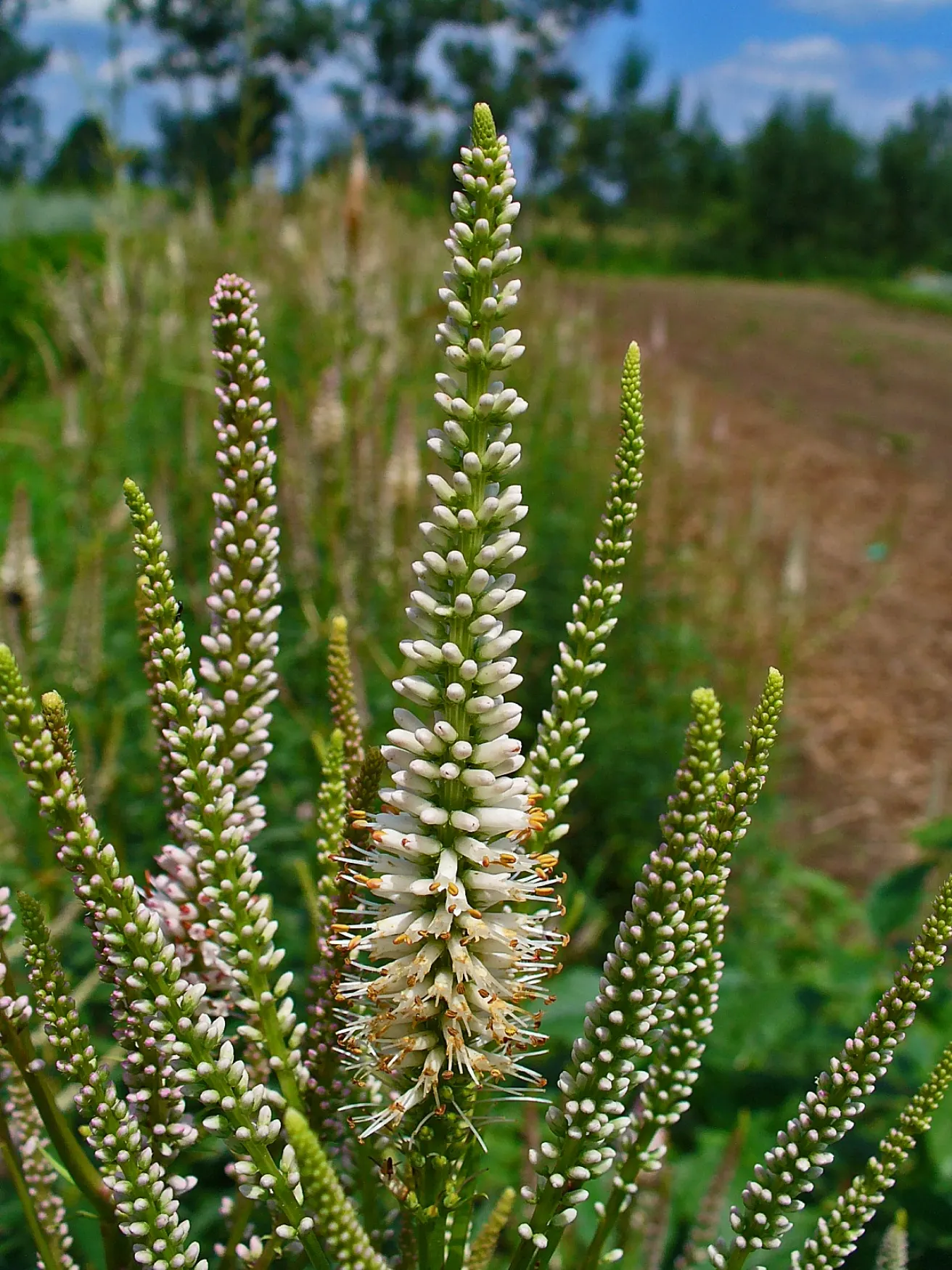 Culver's Root (Veronicastrum Virginicum) — white to pale blue flowers grace the tips of the plant