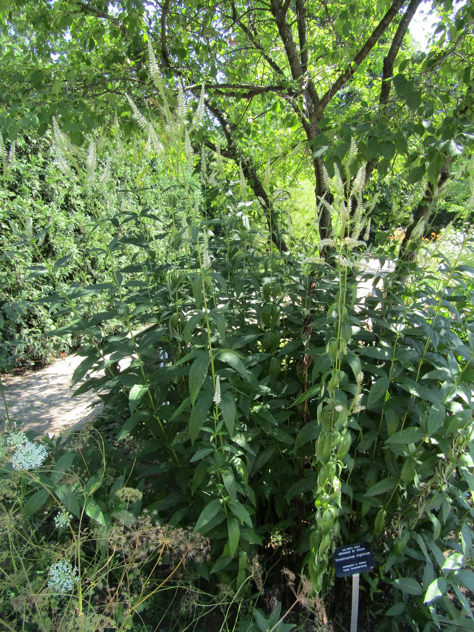 Culver's Root (Veronicastrum Virginicum) — ensure that you understand your climate zone to guarantee Culver's Root will thrive in your client's, image 74