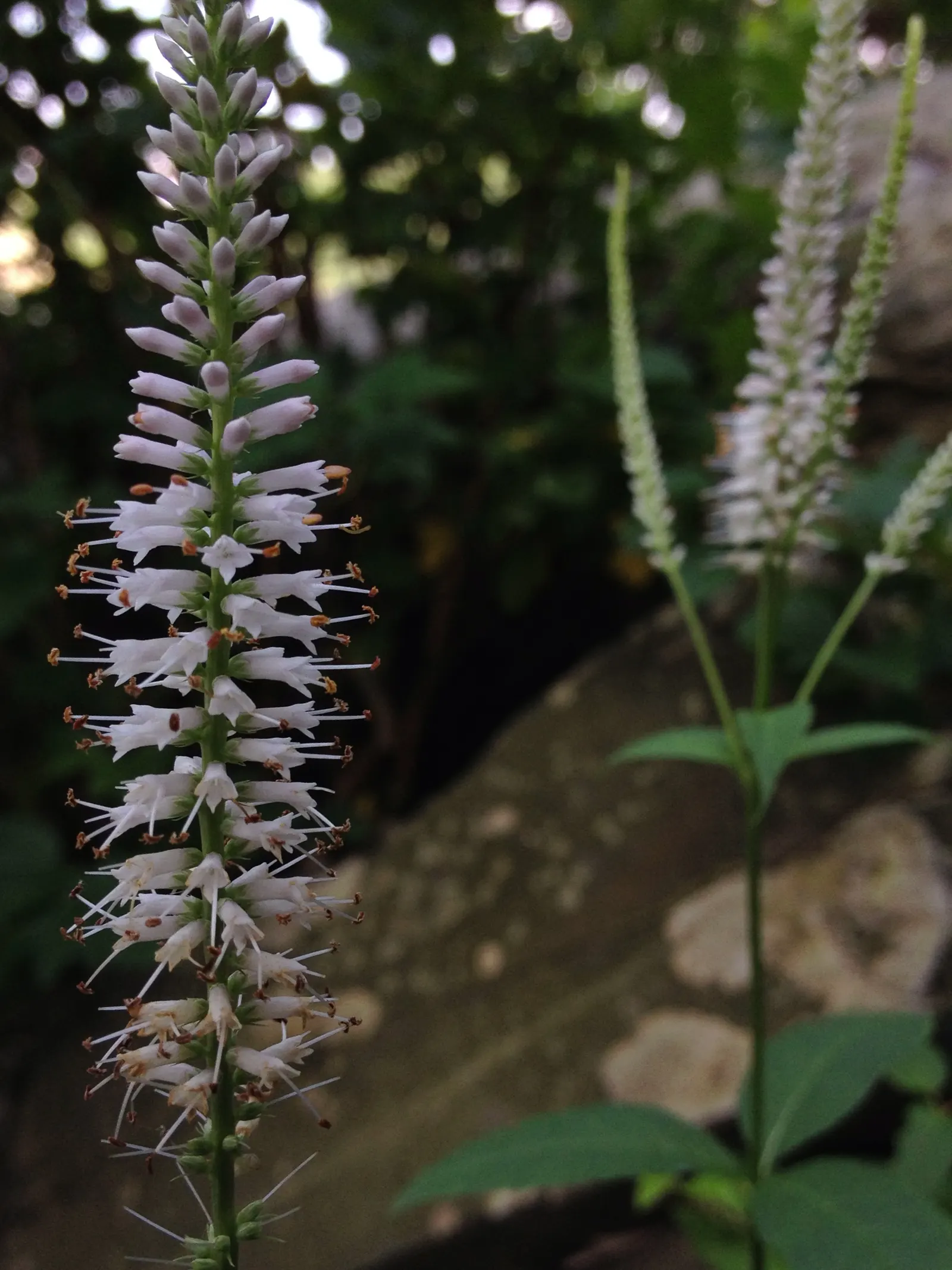 Culver's Root (Veronicastrum Virginicum) — scientifically named Veronicastrum virginicum; consider incorporating this dignified beauty in rain gardens or