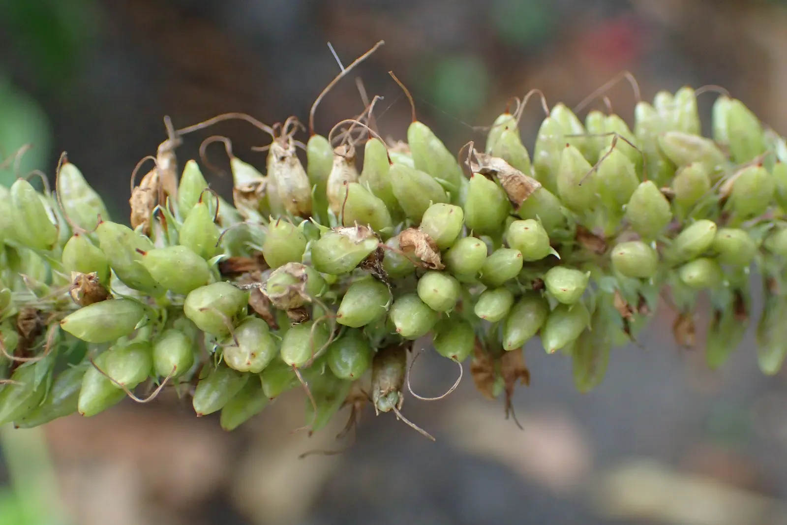 Culver's Root (Veronicastrum Virginicum) — This native provides vertical interest and attracts pollinators; perennial with white blooms