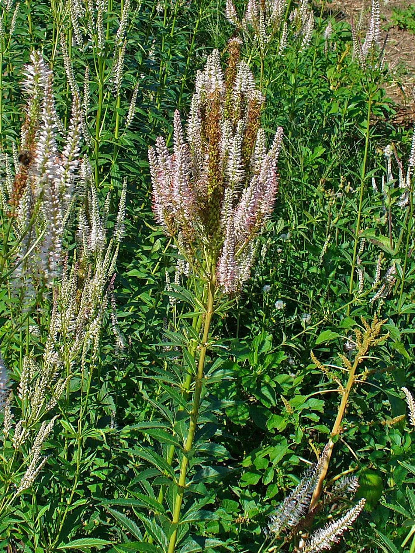 Culver's Root (Veronicastrum Virginicum) — is an upright perennial native to the eastern North America; culver's Root (Veronicastrum virginicum) is, image 60