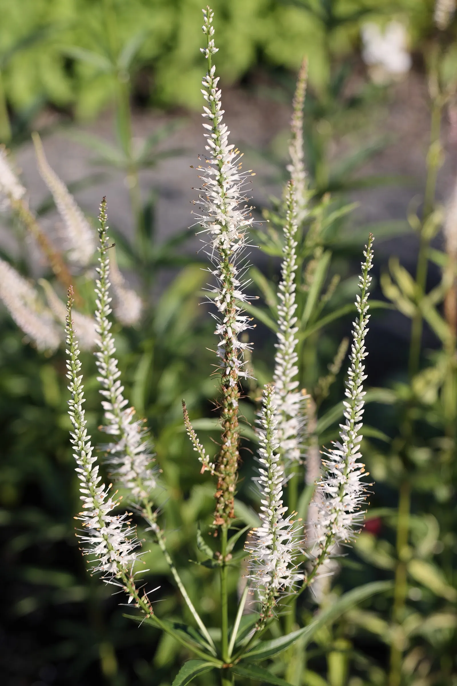 Culver's Root (Veronicastrum Virginicum) — Hardy in zones 3-8, it thrives in full sun to part shade, requiring well-drained soil