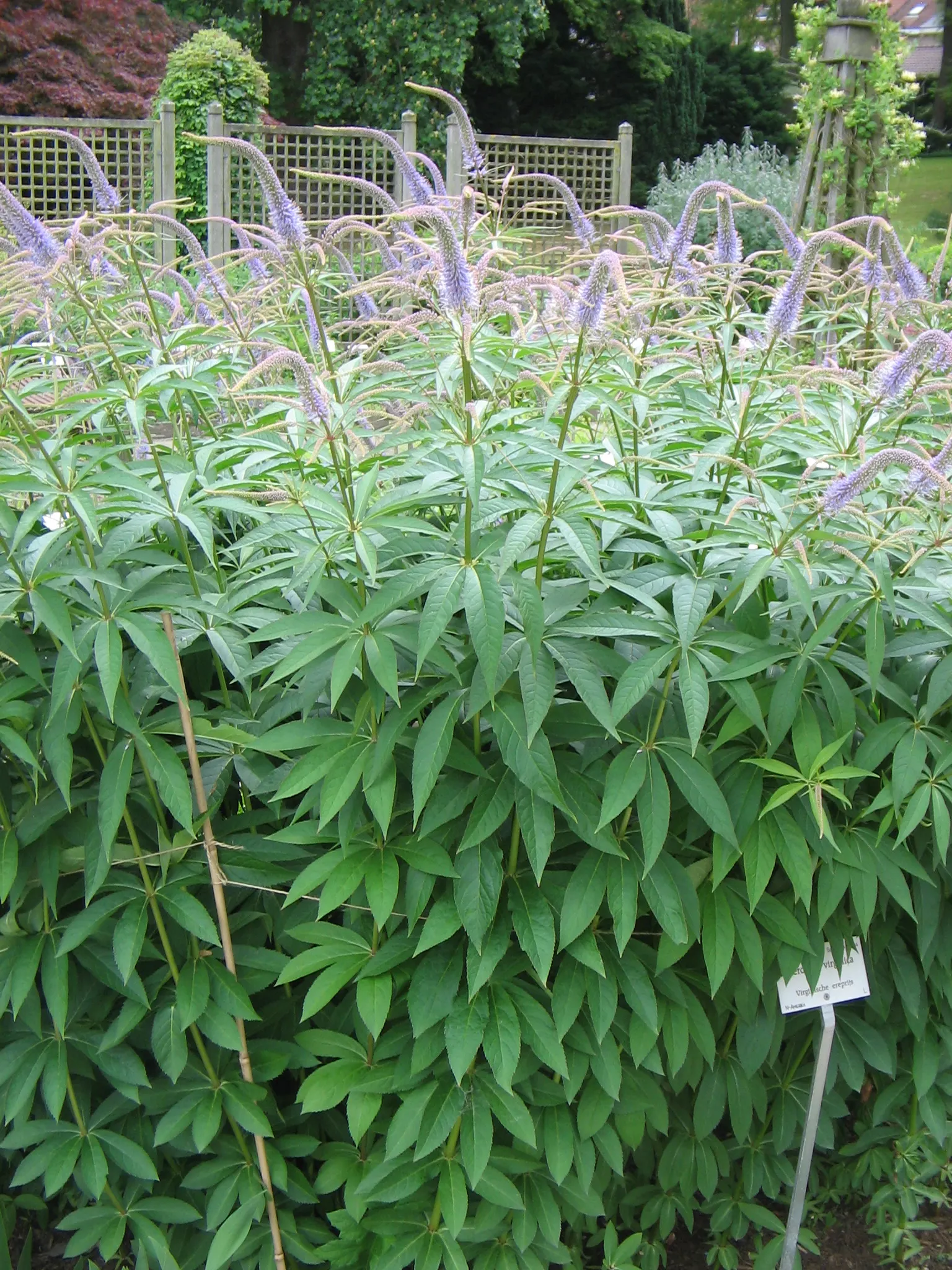 Culver's Root (Veronicastrum Virginicum) — which grow in whorls around the stem; hardy in zones 3-8, it thrives in full sun to part shade, requiring