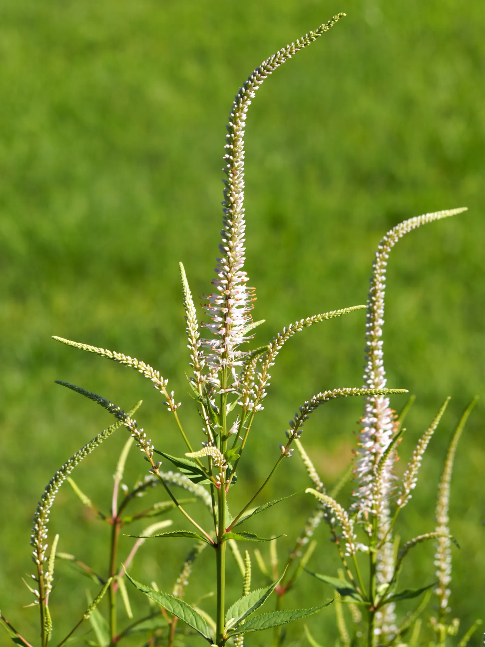 Culver's Root (Veronicastrum Virginicum) — perennial for full