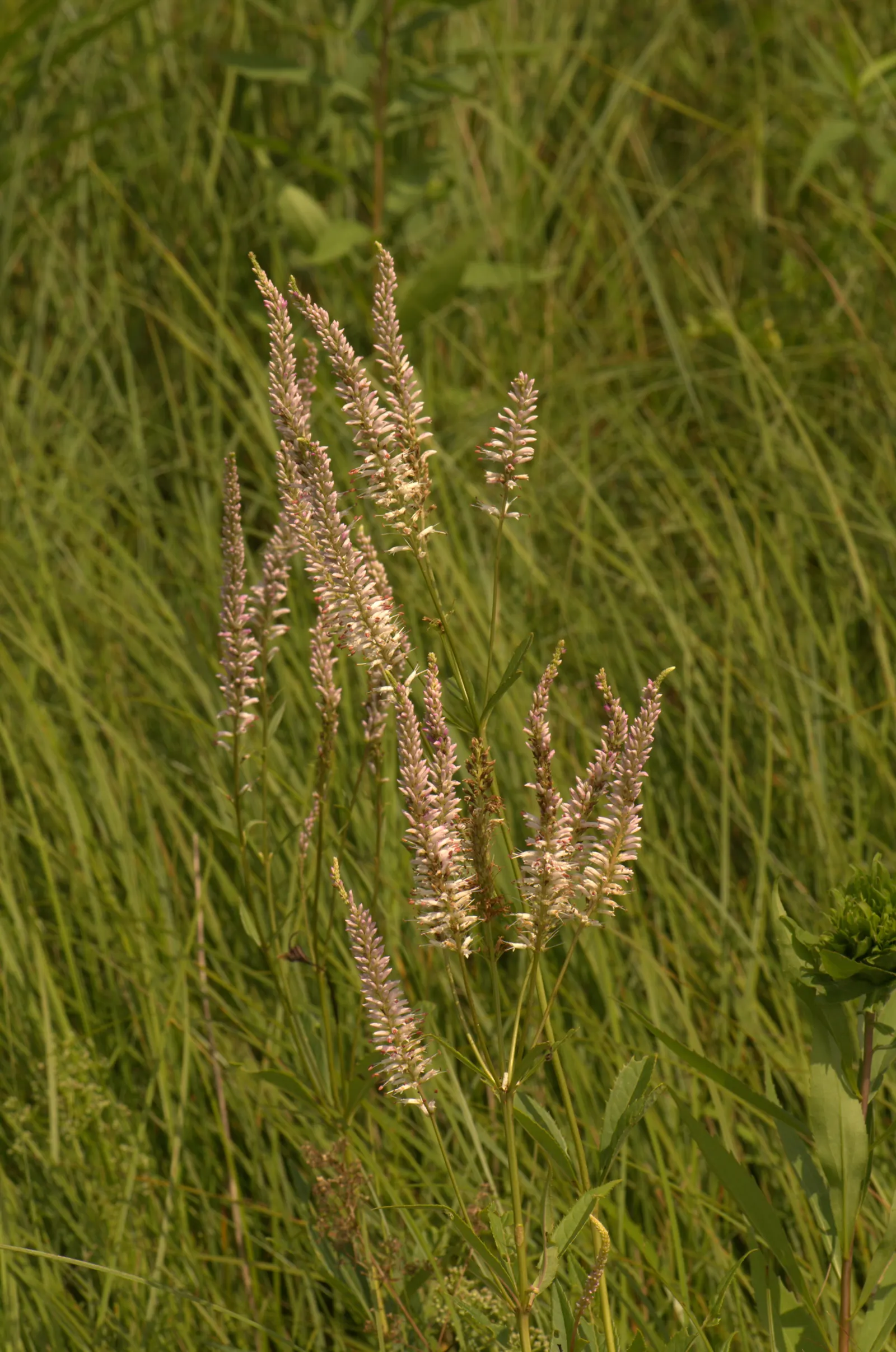 Culver's Root (Veronicastrum Virginicum) — It's best to allocate ample space for the plant's mature size; white to pale blue flowers grace the tips of the plant