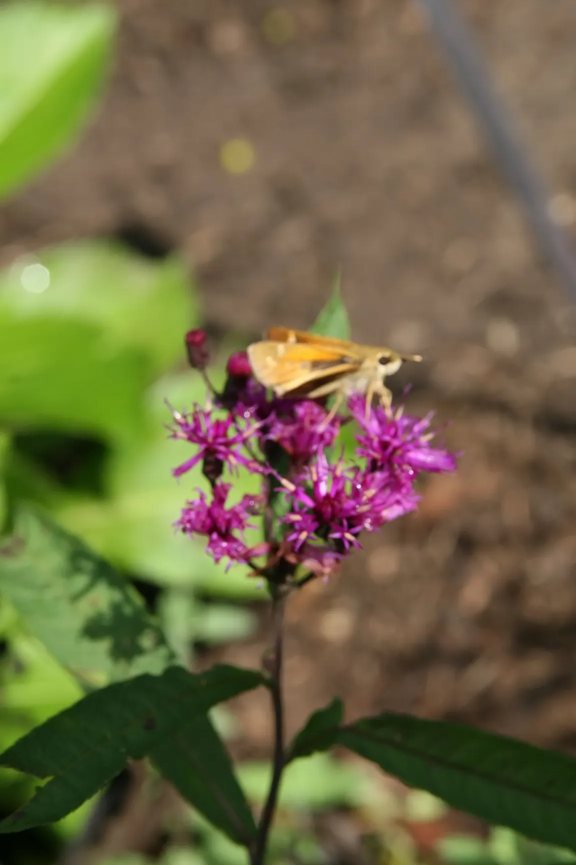 Culver's Root (Veronicastrum Virginicum) — making it an impressive backdrop for a garden border or a native plant garden; ensure that you, image 63