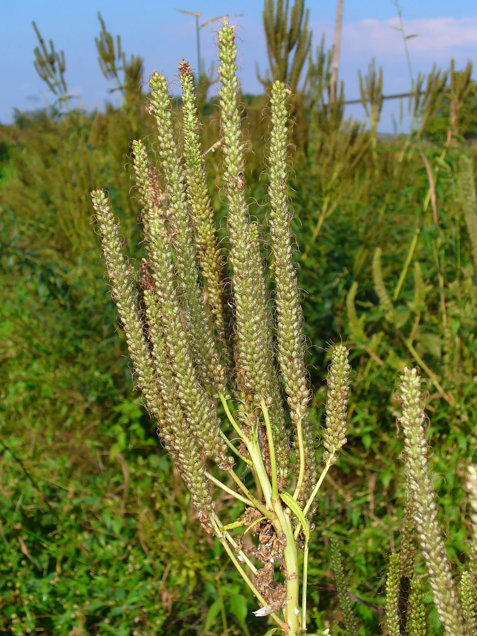 Culver's Root (Veronicastrum Virginicum) — is an upright perennial native to the eastern North America; culver's Root (Veronicastrum virginicum) is a tall