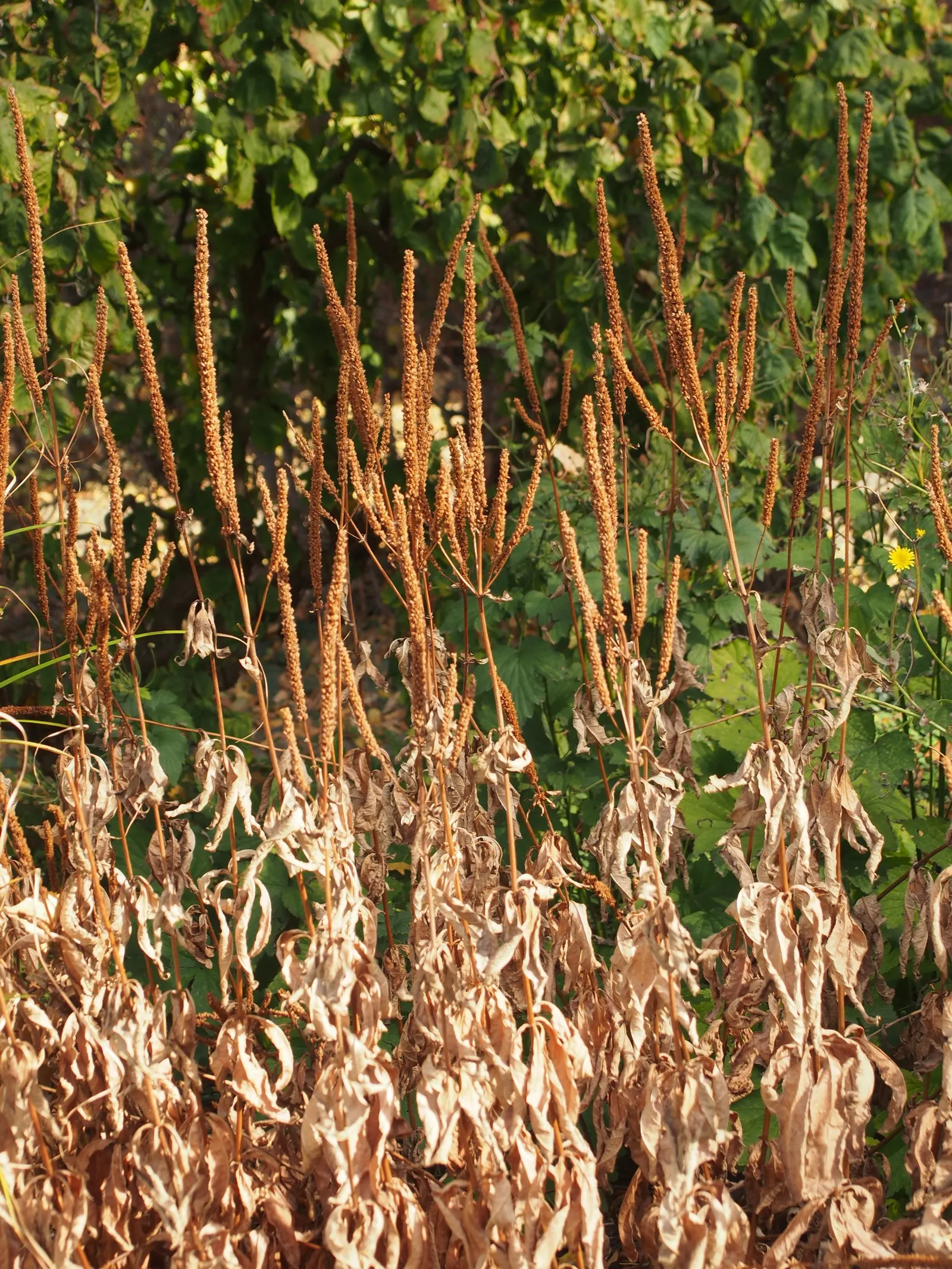 Culver's Root (Veronicastrum Virginicum) — white to pale blue flowers grace the tips of the plant; which grow in whorls around the stem