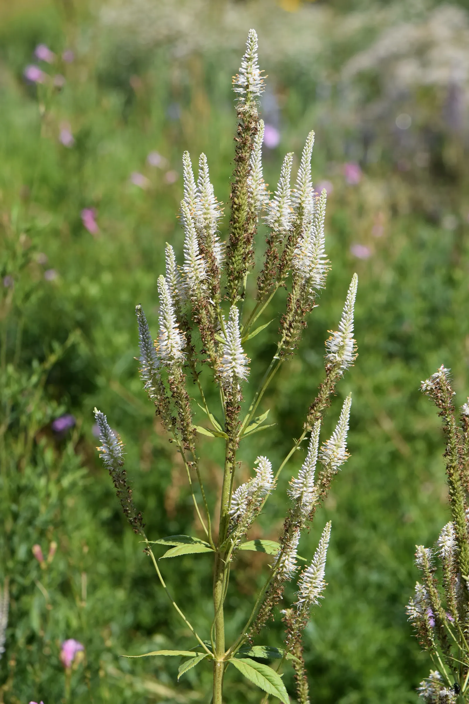 Culver's Root (Veronicastrum Virginicum) — This stately plant can soar to heights between 4 to 7 feet tall; is an upright perennial native to the, image 61