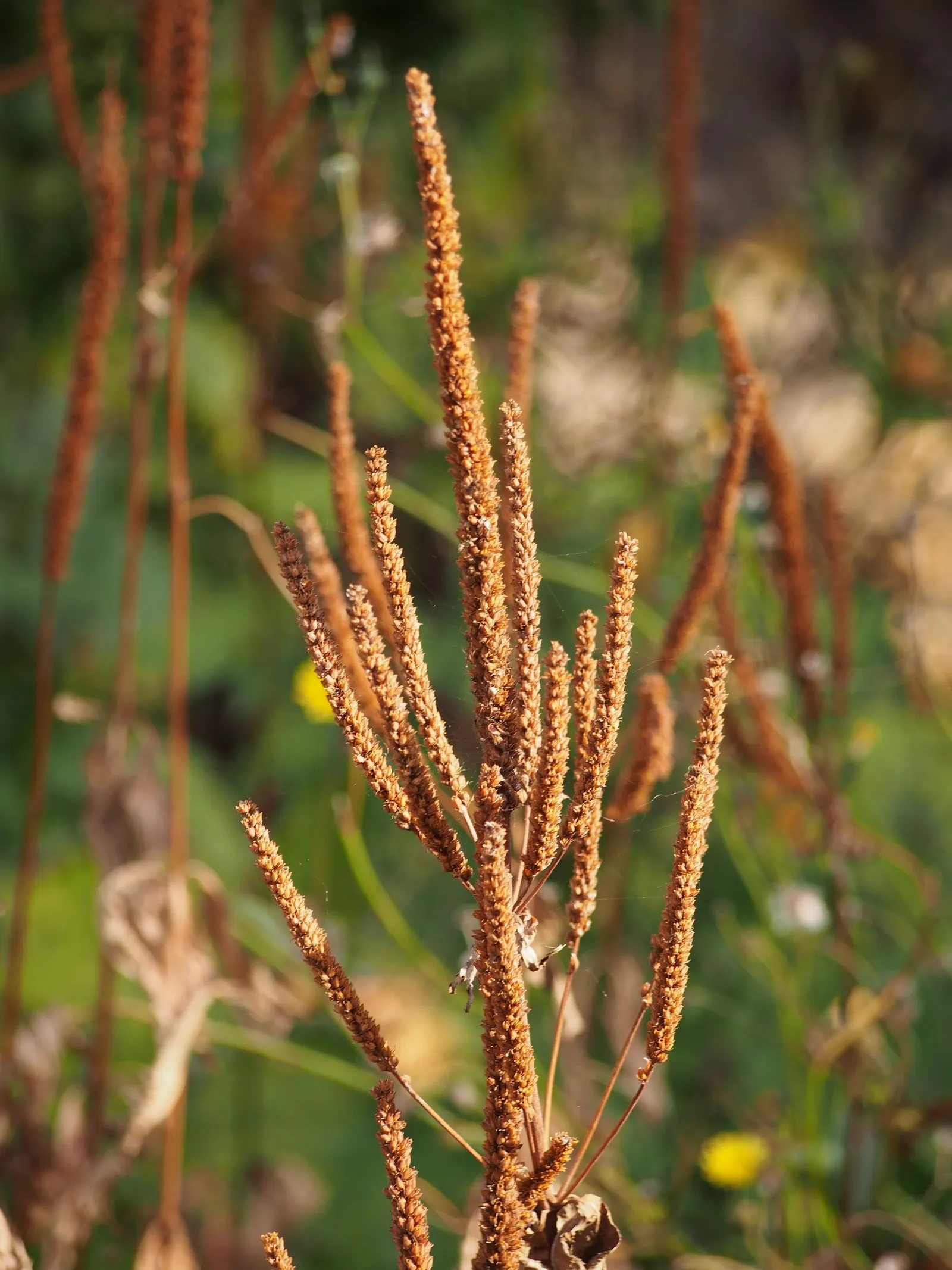 Culver's Root (Veronicastrum Virginicum) — scientifically named Veronicastrum virginicum; consider incorporating this dignified beauty in rain, image 59