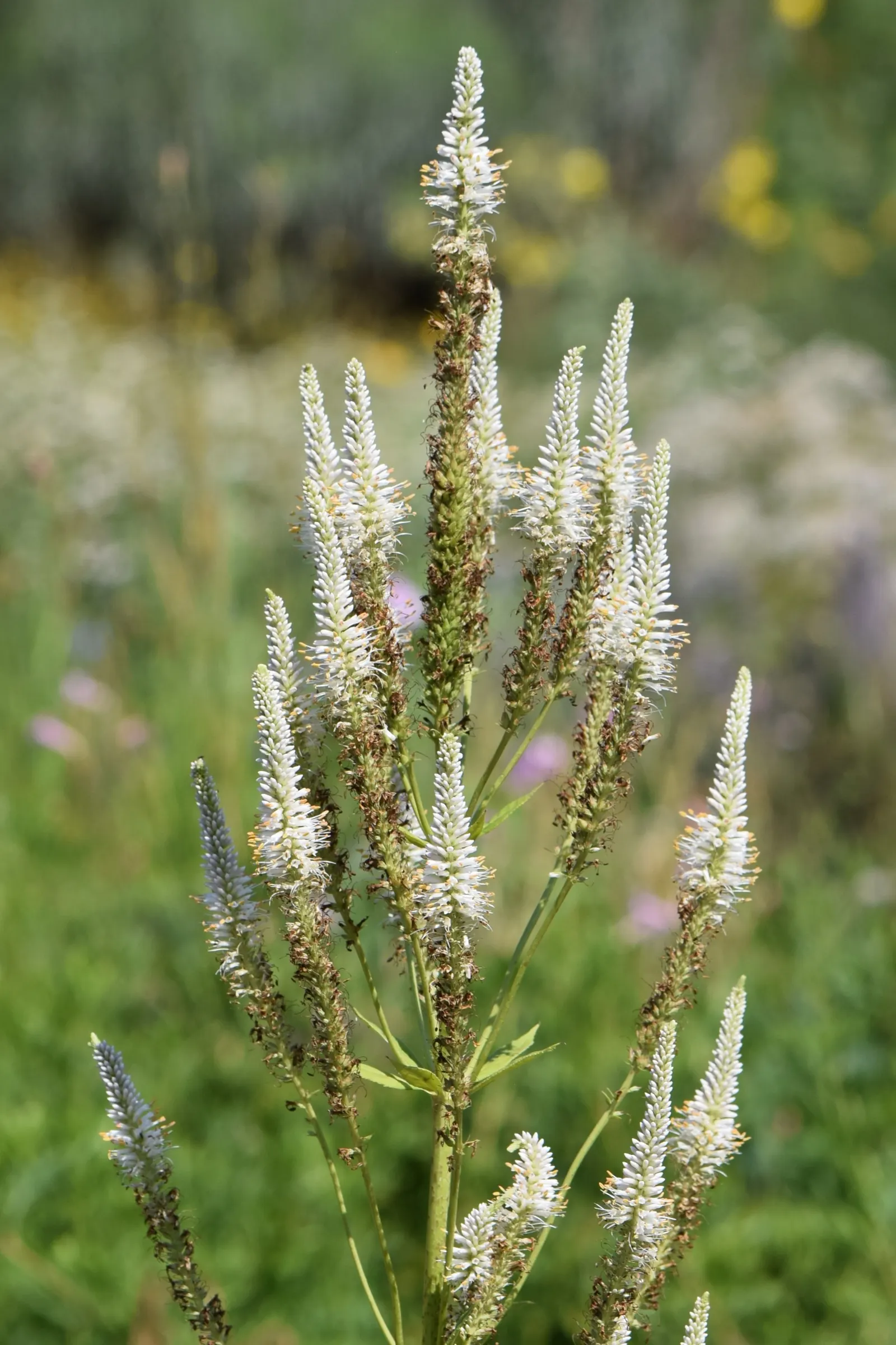 Culver's Root (Veronicastrum Virginicum) — This perennial performs best in USDA Hardiness Zones 3 through 8; white to pale blue flowers in late summer
