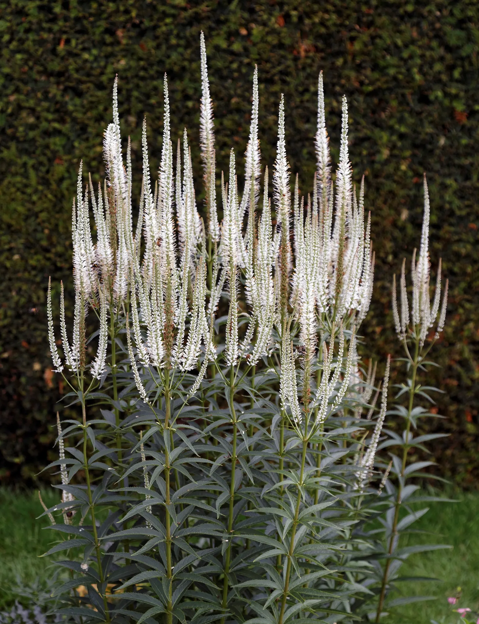 Culver's Root (Veronicastrum Virginicum) — Consider incorporating this dignified beauty in rain gardens or naturalized areas; scientifically named
