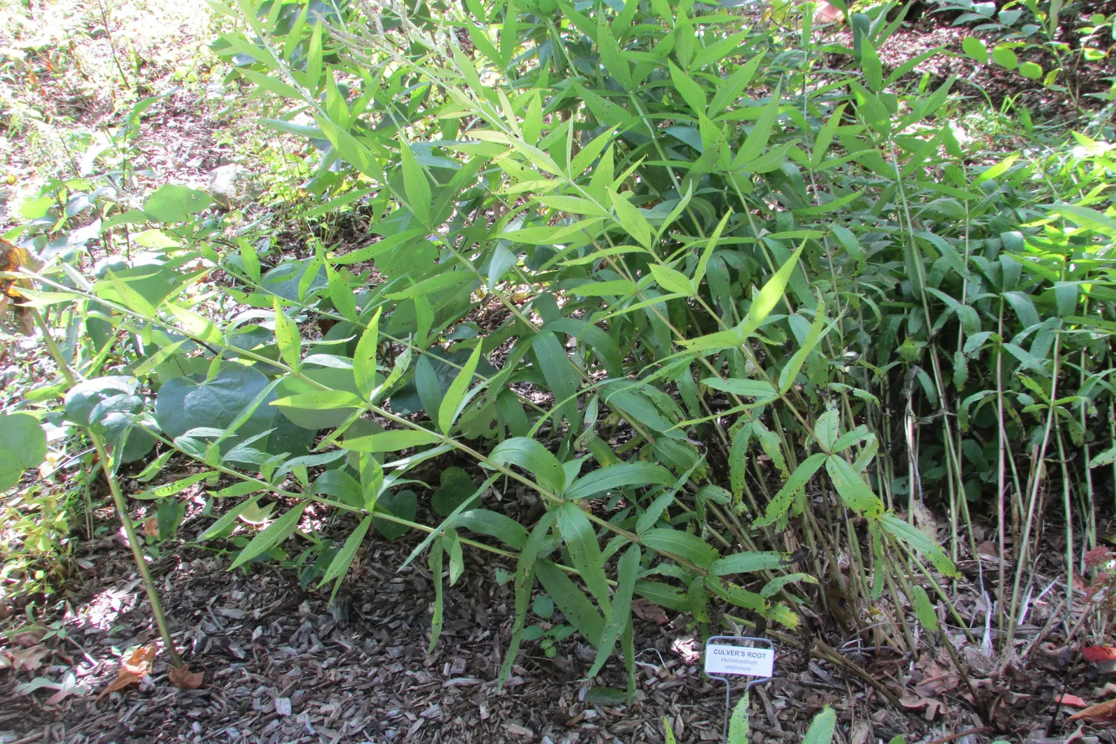 Culver's Root (Veronicastrum Virginicum) — ensuring it has around 2 to 3 feet of clearance to prevent crowding