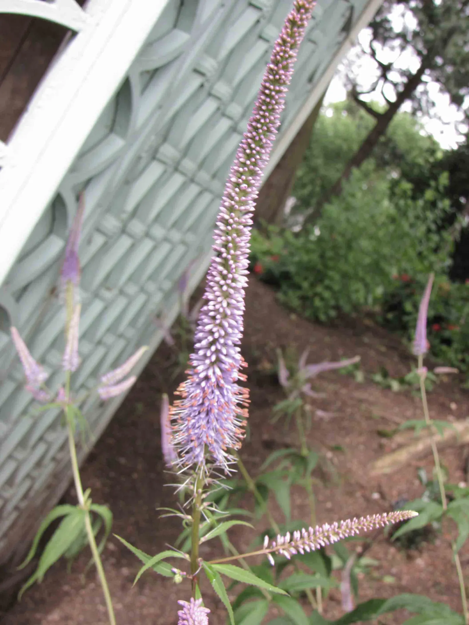 Culver's Root (Veronicastrum Virginicum) — perfect for naturalistic or prairie-style gardens; space plants 18-24 inches apart for a stunning display