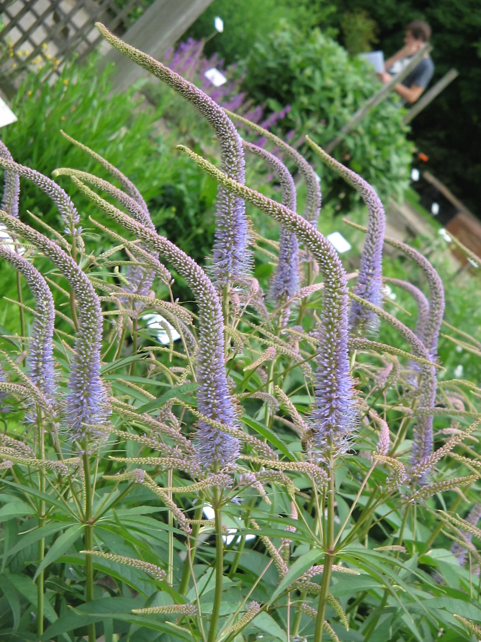 Culver's Root (Veronicastrum Virginicum) — This perennial exhibits excellent resistance to pests and diseases; making it a hassle-free choice for gardeners