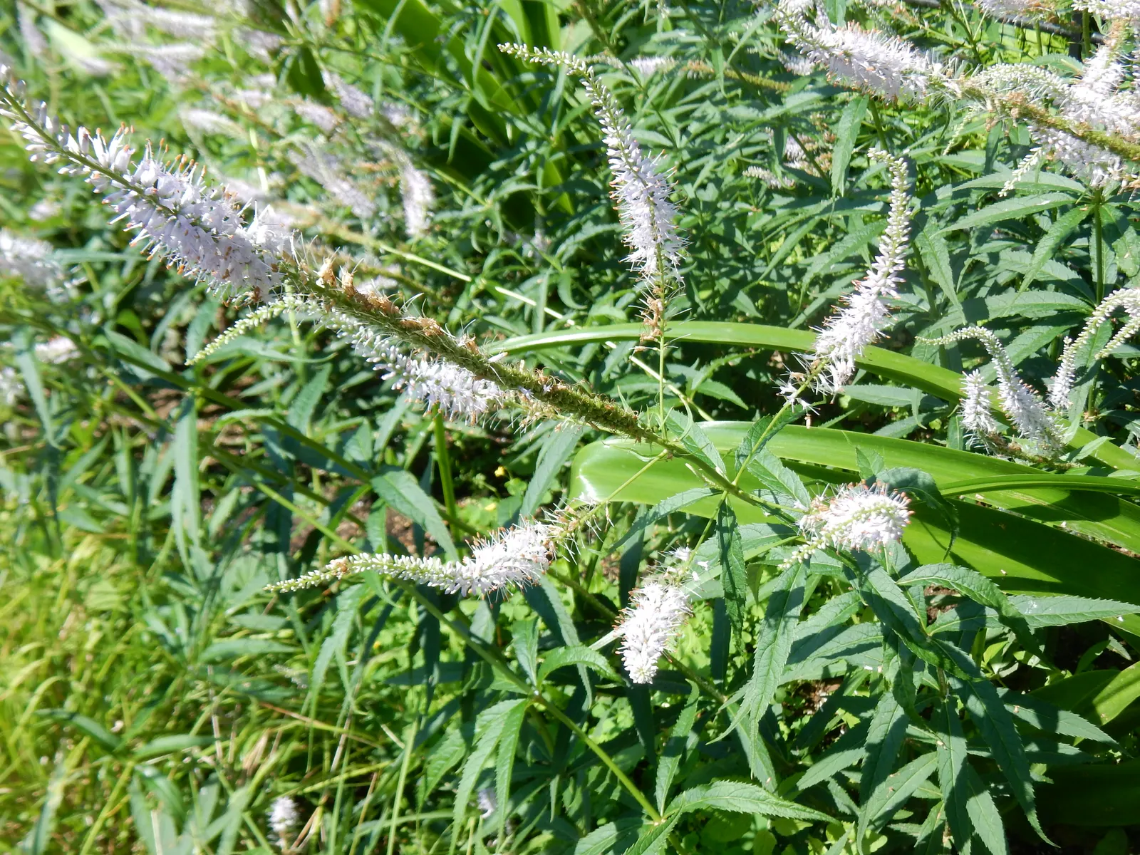 Culver's Root (Veronicastrum Virginicum) — This perennial performs best in USDA Hardiness Zones 3 through 8; white to pale blue flowers in late, image 75