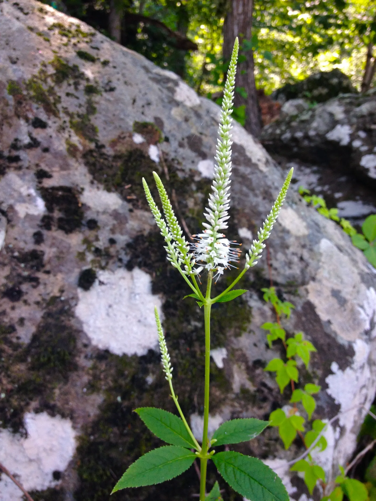 Culver's Root (Veronicastrum Virginicum) — ensuring it has around 2 to 3 feet of clearance to prevent crowding; white flowers in the garden, image 67
