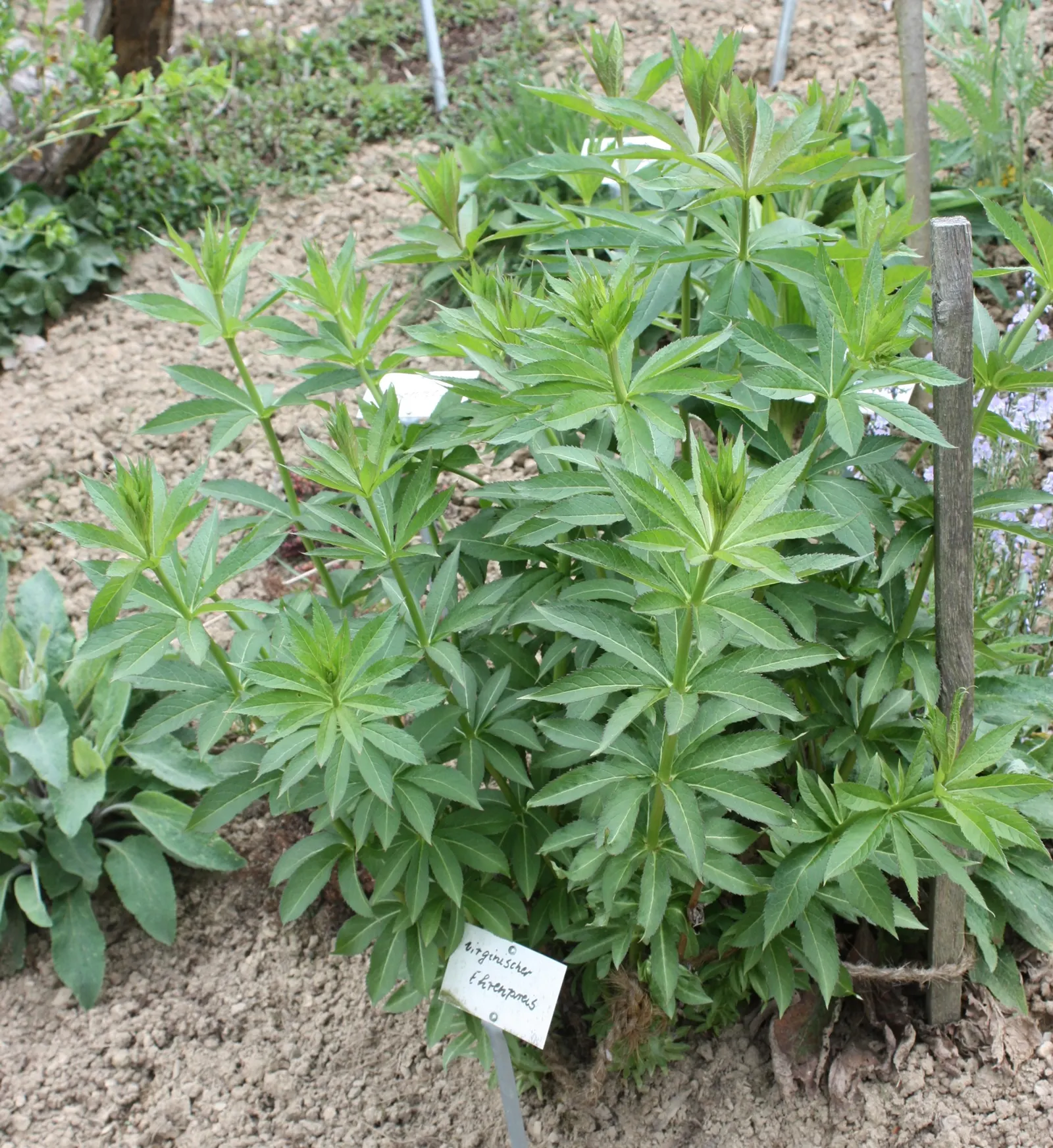 Culver's Root (Veronicastrum Virginicum) — perennial with white blooms