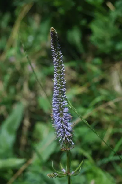 Culver's Root (Veronicastrum Virginicum) — Culver's Root adds a striking vertical element to the landscape