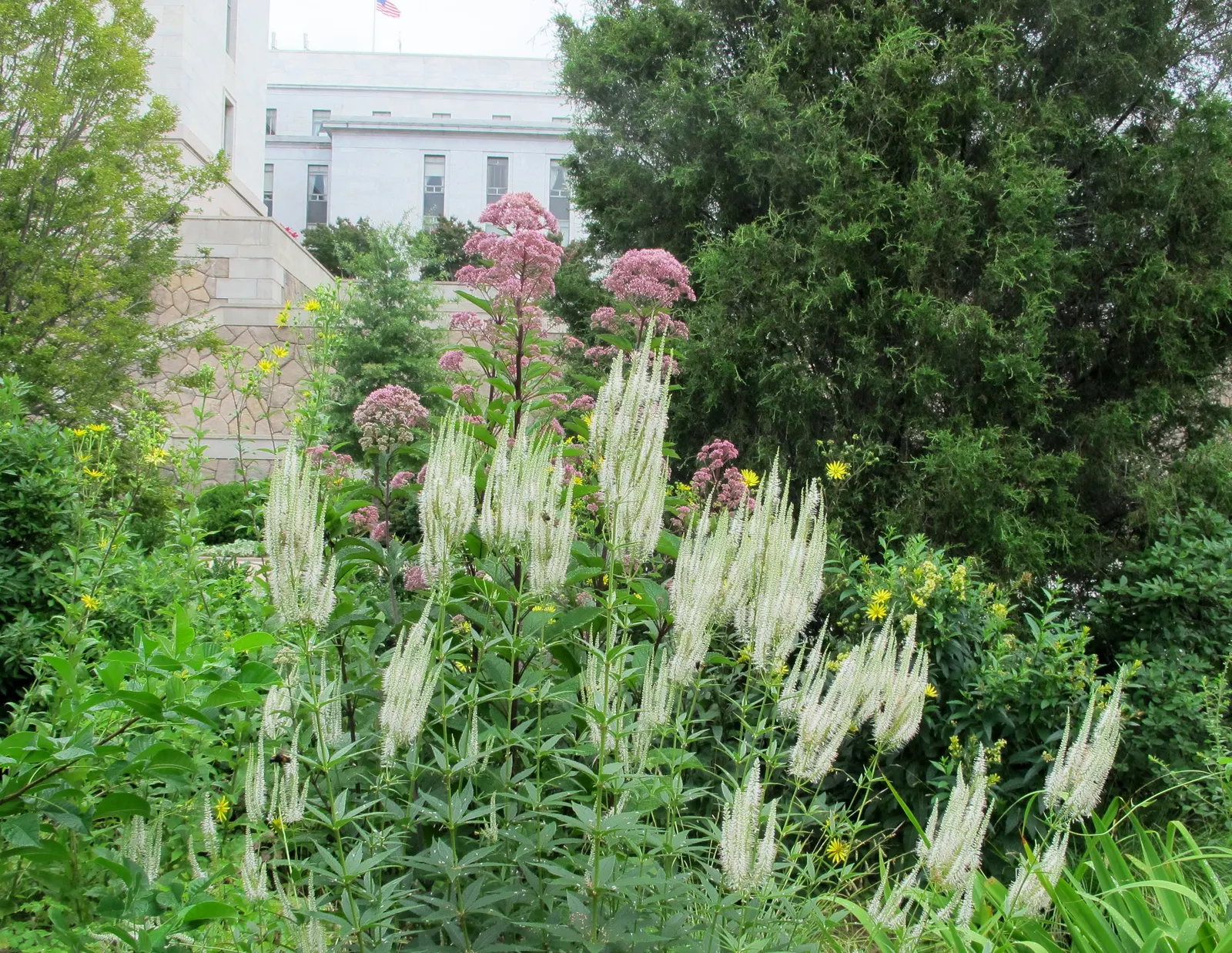 Culver's Root (Veronicastrum Virginicum) — Space plants 18-24 inches apart for a stunning display; culver's Root adds a striking vertical element to the