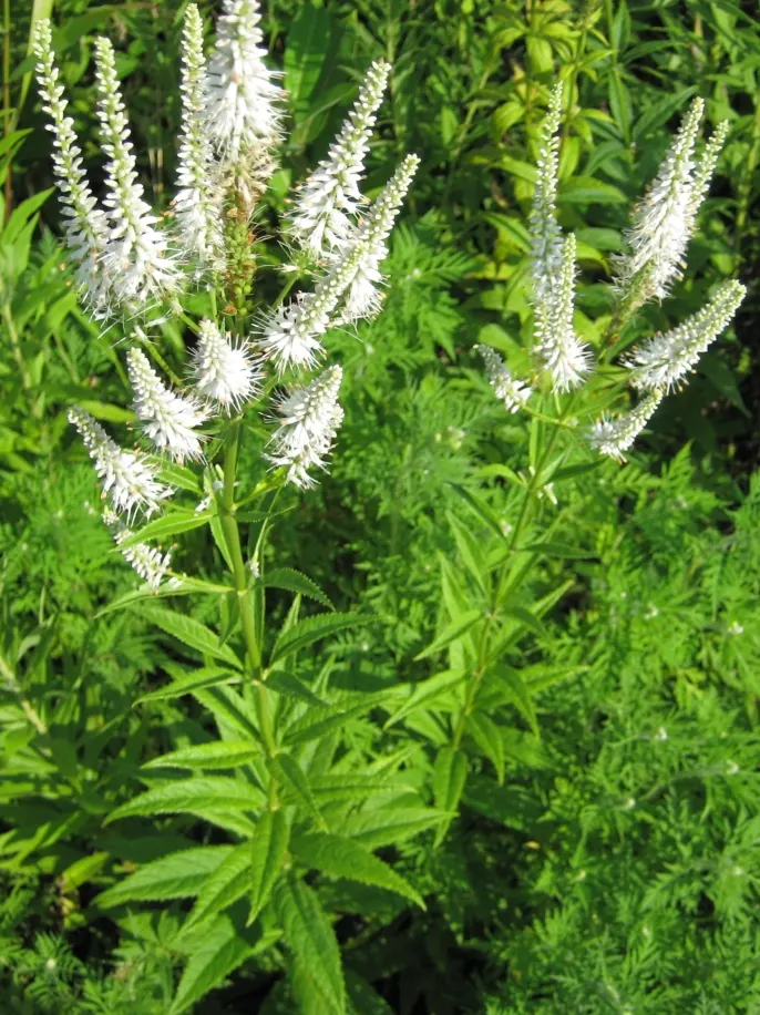 Culver's Root (Veronicastrum Virginicum) — scientifically named Veronicastrum virginicum