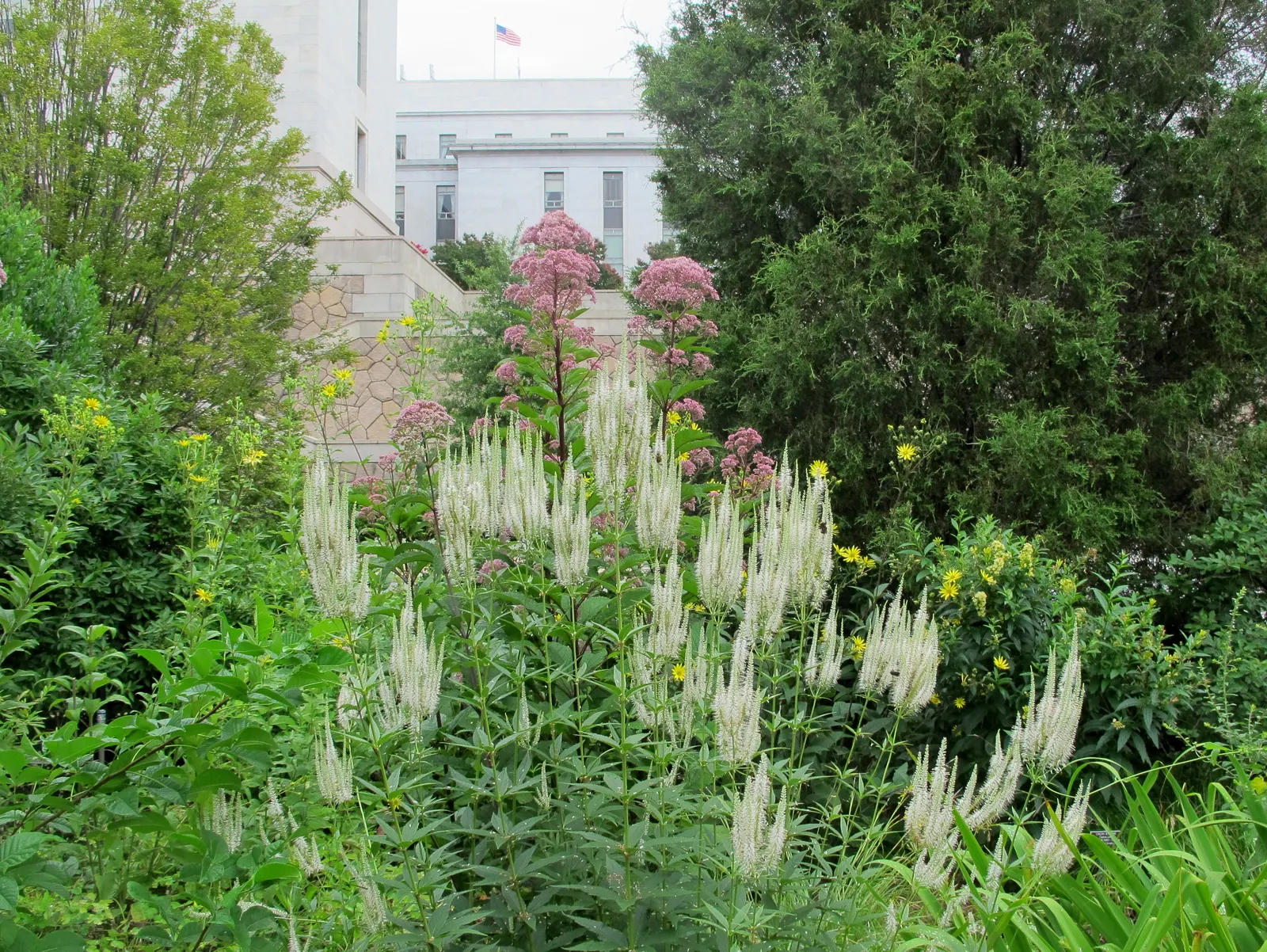 Culver's Root (Veronicastrum Virginicum) — Culver's Root (Veronicastrum virginicum) is a tall