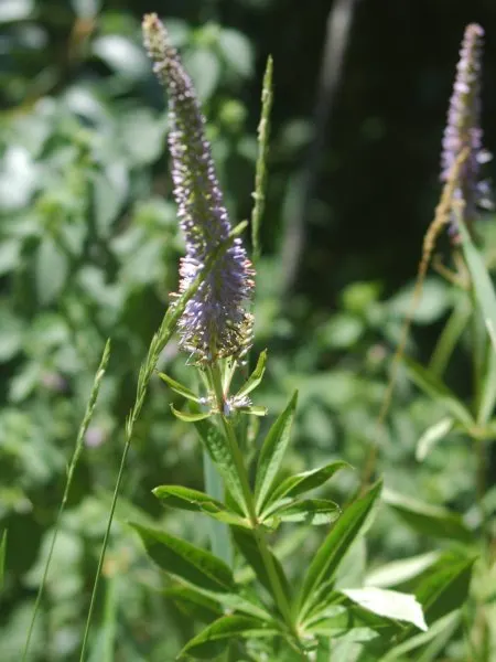 Culver's Root (Veronicastrum Virginicum) — This perennial exhibits excellent resistance to pests and diseases
