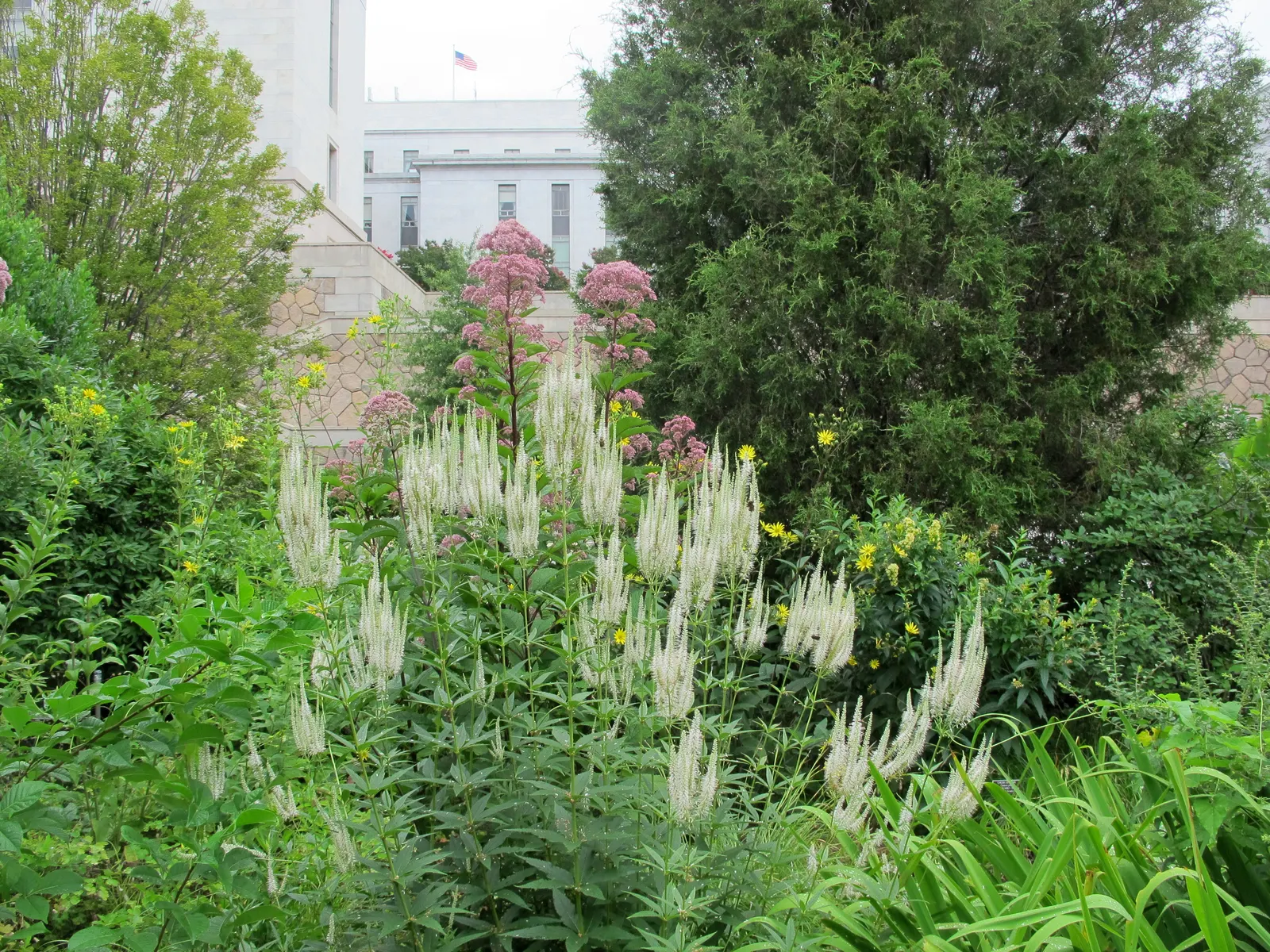 Culver's Root (Veronicastrum Virginicum) — white to pale blue flowers in late summer; making it an impressive backdrop for a garden border or a native plant